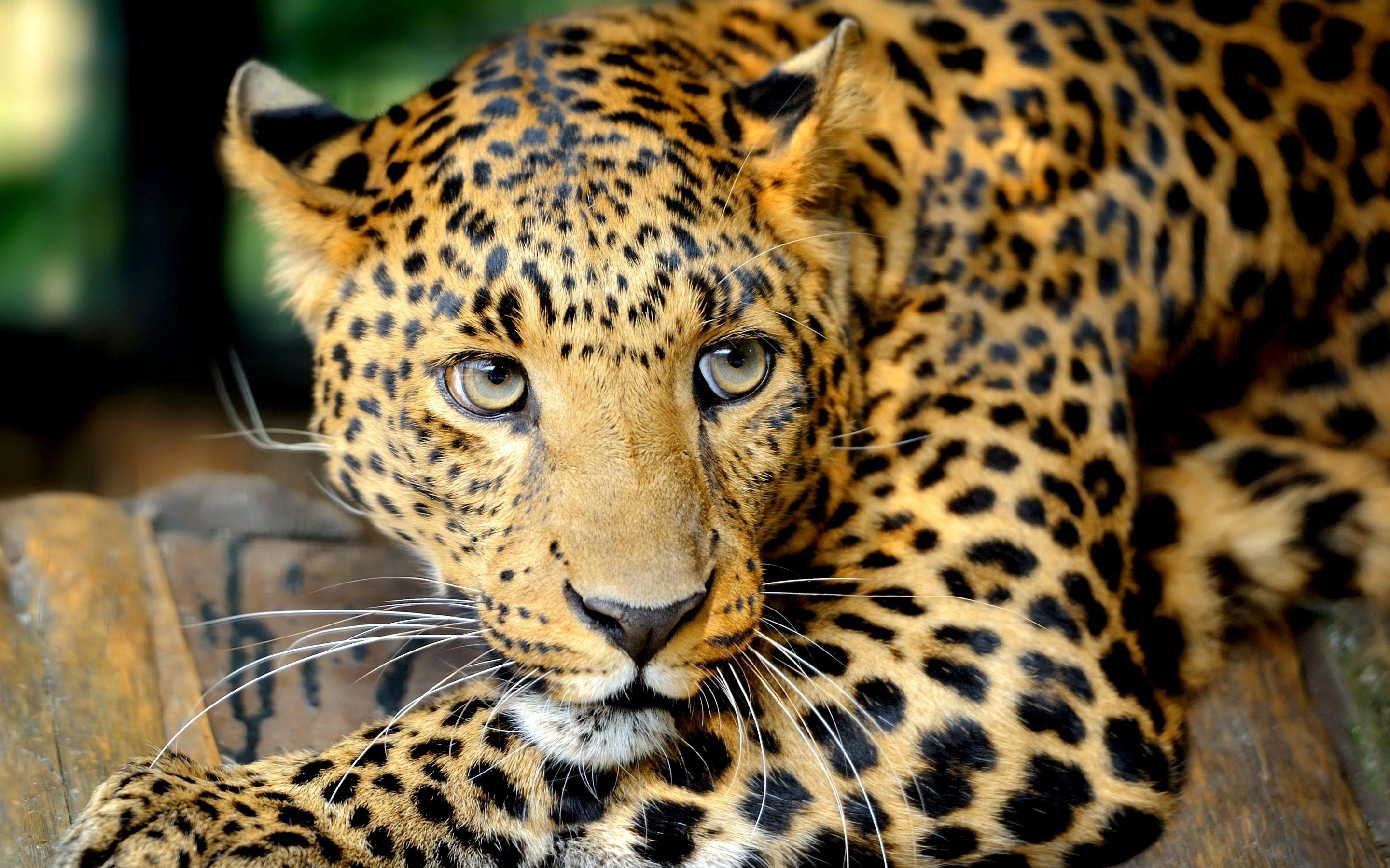 2880x1800 Leopard Girly Soccer Background. Colorful Leopard Print Wallpaper, Snow Leopard Wallpaper and Hello Kitty Leopard Wallpaper