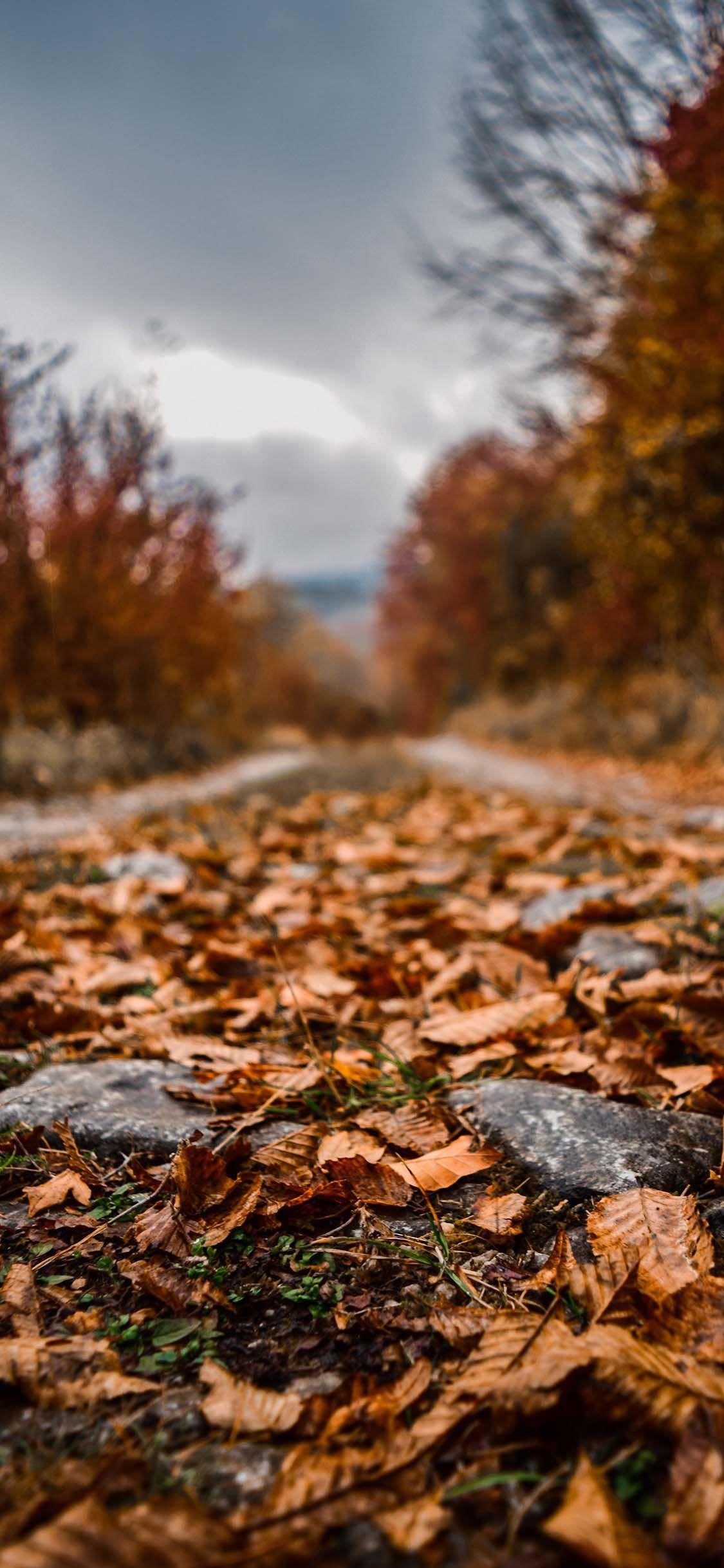 1125x2436 Fall Wallpaper for iPhone Download Best Autumn Wallpaper. Fall wallpaper, iPhone wallpaper fall, iPhone wallpaper photo