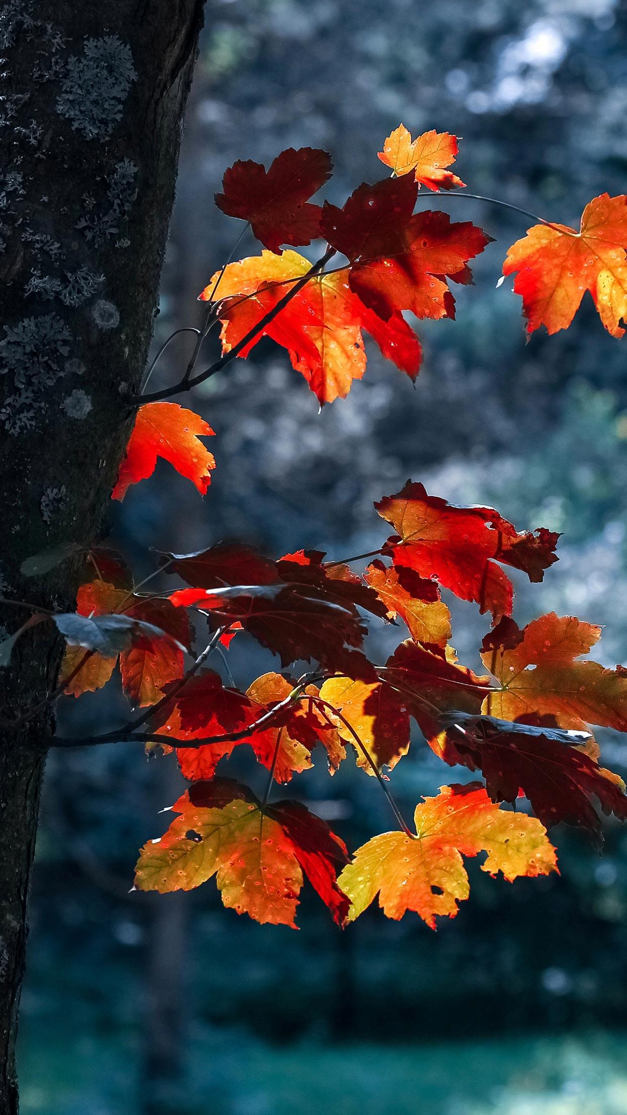 1242x2208 Wallpaper Fall