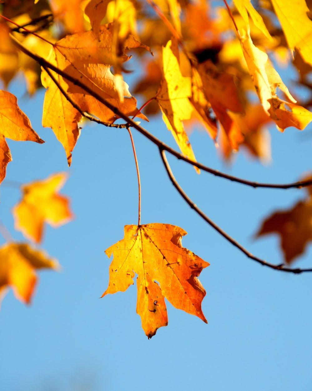 1000x1250 Autumn Wallpaper: Free HD Download [HQ]