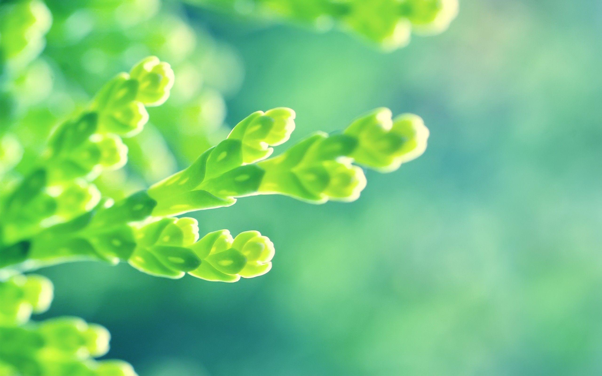 2560x1600 Green early summer wallpaperx1600
