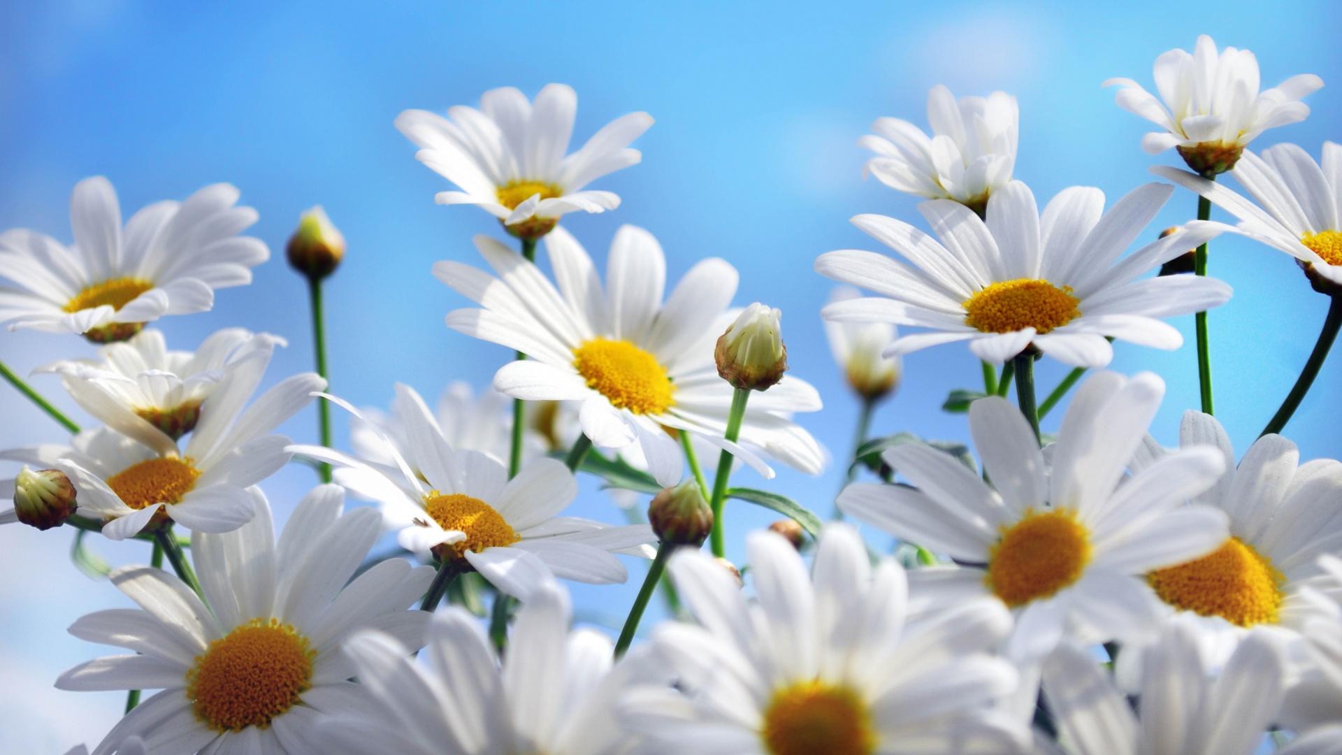 1920x1080 HD Wallpaper Nature Flowers