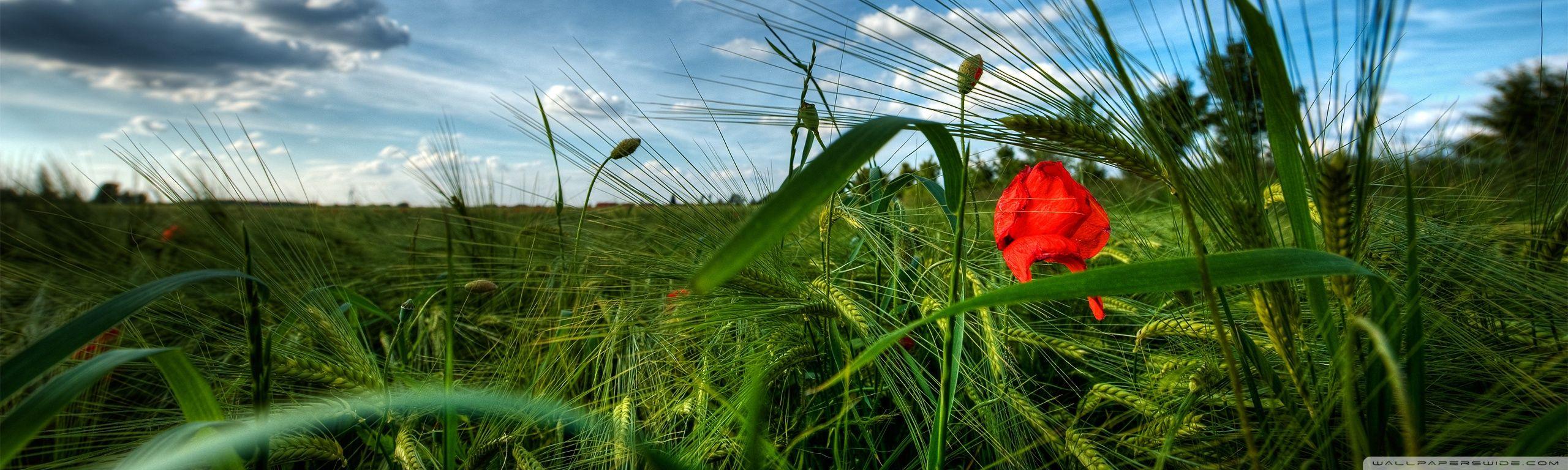 2560x768 Early Summer Ultra HD Desktop Background Wallpaper for : Multi Display, Dual Monitor
