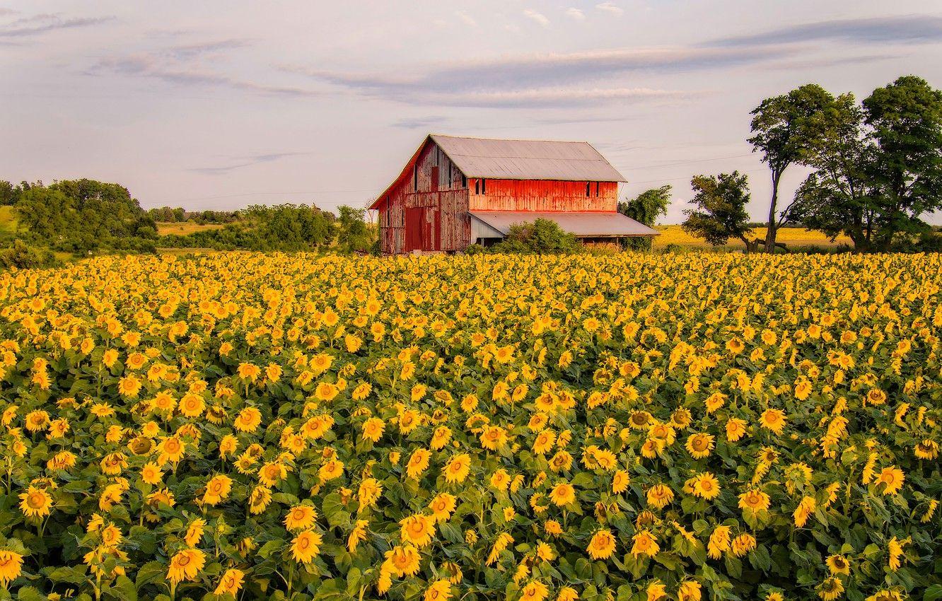 Summer Farm Wallpapers