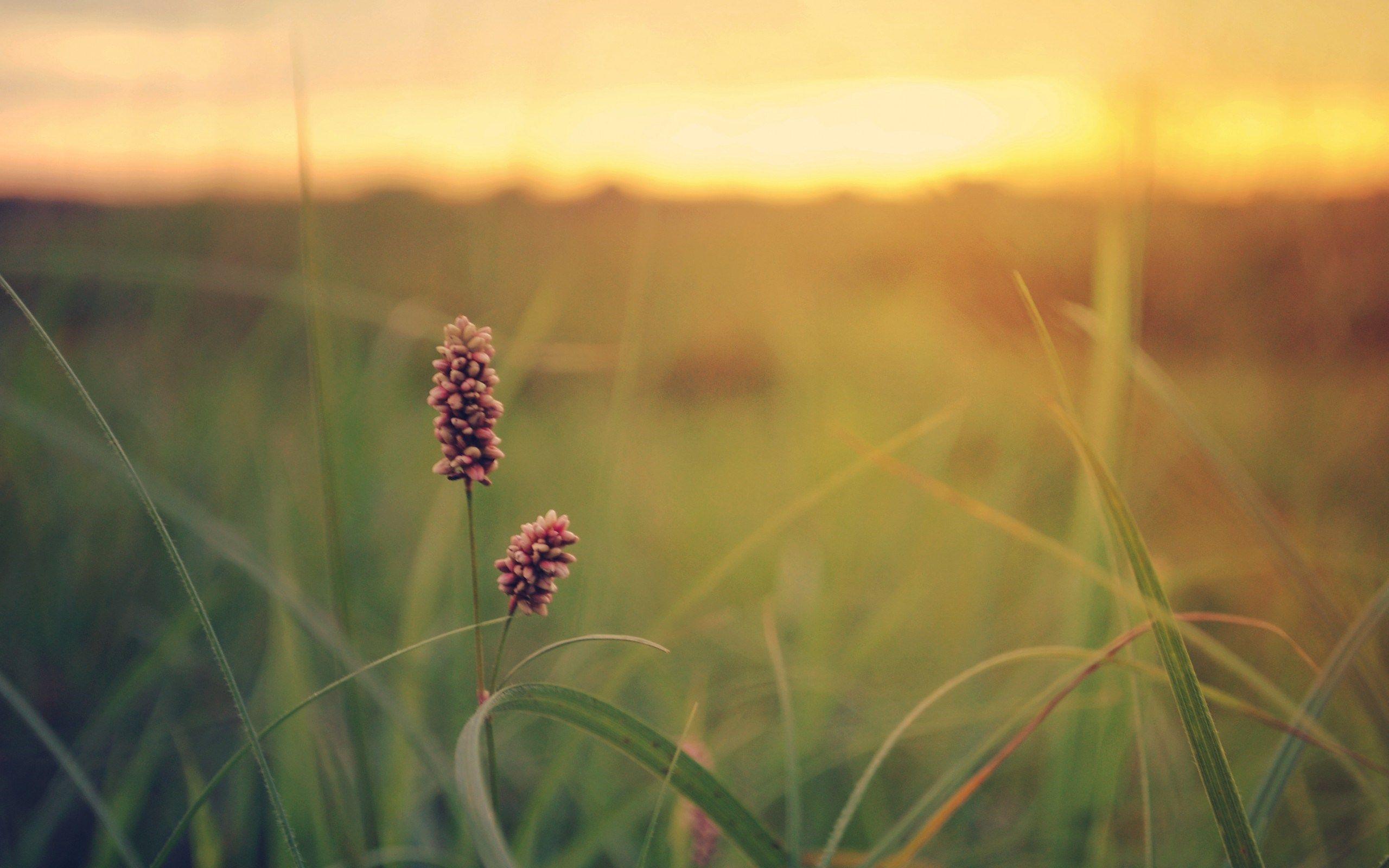 2560x1600 summer flowers nature Desktop Wallpaperk HD