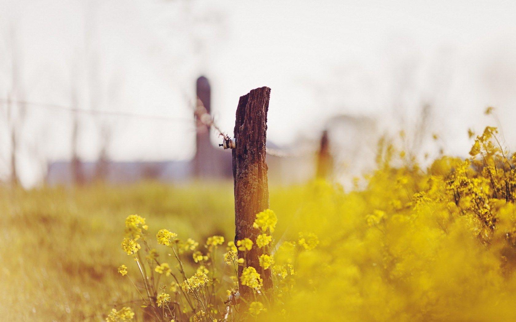 1680x1050 Fence Flowers Nature Summer