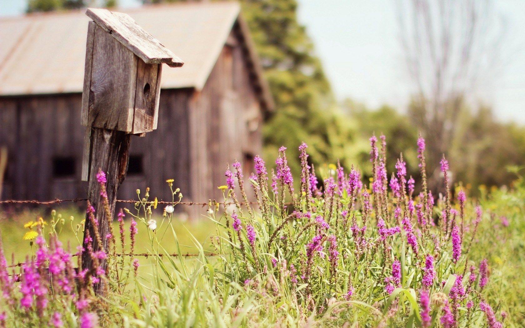 1680x1050 House Flowers Field Summer Nature wallpaperx1050