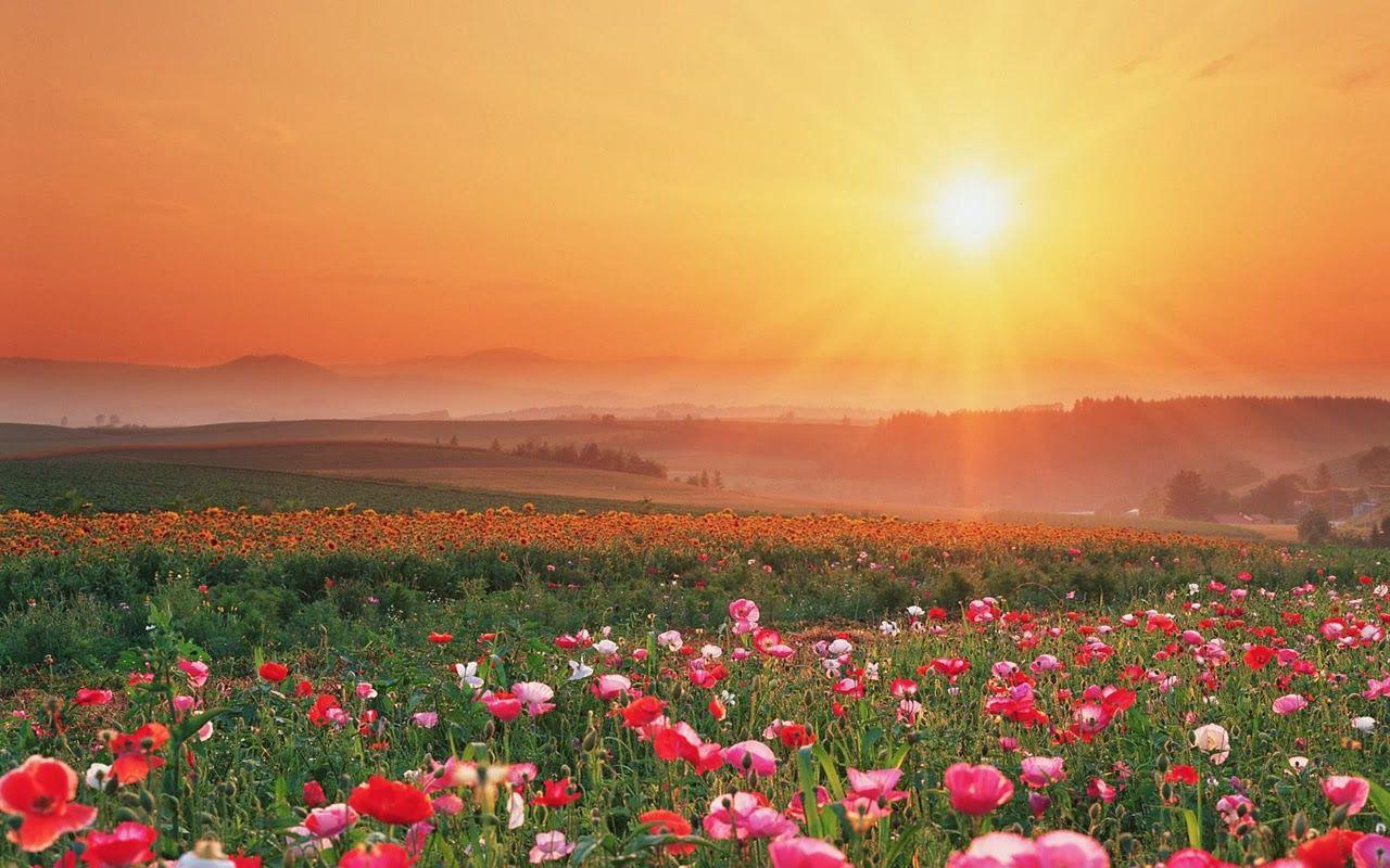 1280x800 Pretty Summer Flower Wallpaper