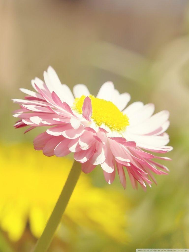 768x1024 Summer Flowers Field Nature HD Wallpaper