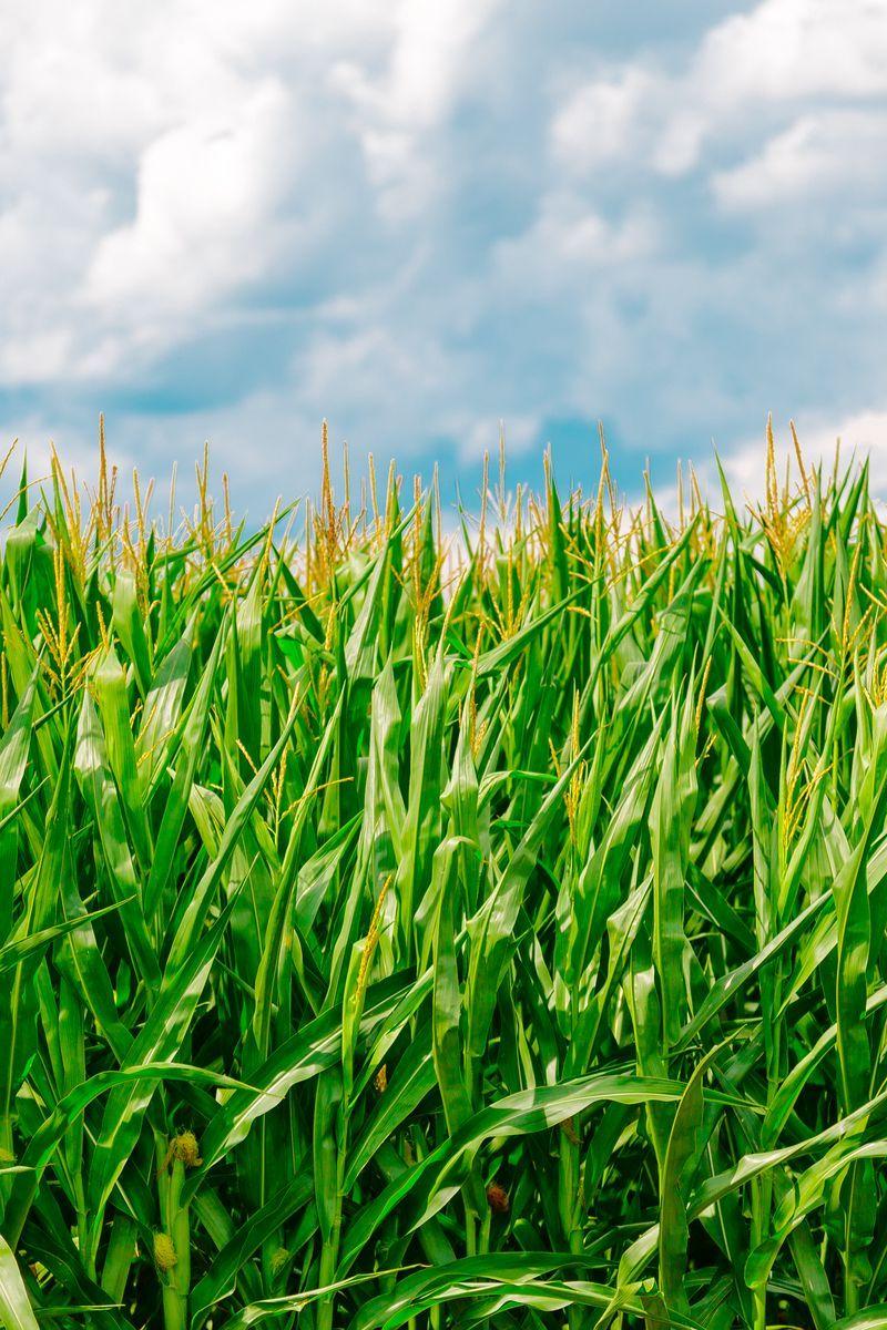 800x1200 Download Wallpaper 800x1200 Corn, Field, Summer, Farm Iphone 4s 4 For Parallax HD Background