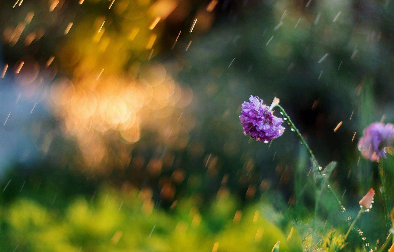 1332x850 Wallpaper greens, flower, summer, flowers, nature, background, Wallpaper, blur, morning, meadow, day, wallpaper, nature, widescreen, flowers, background image for desktop, section цветы