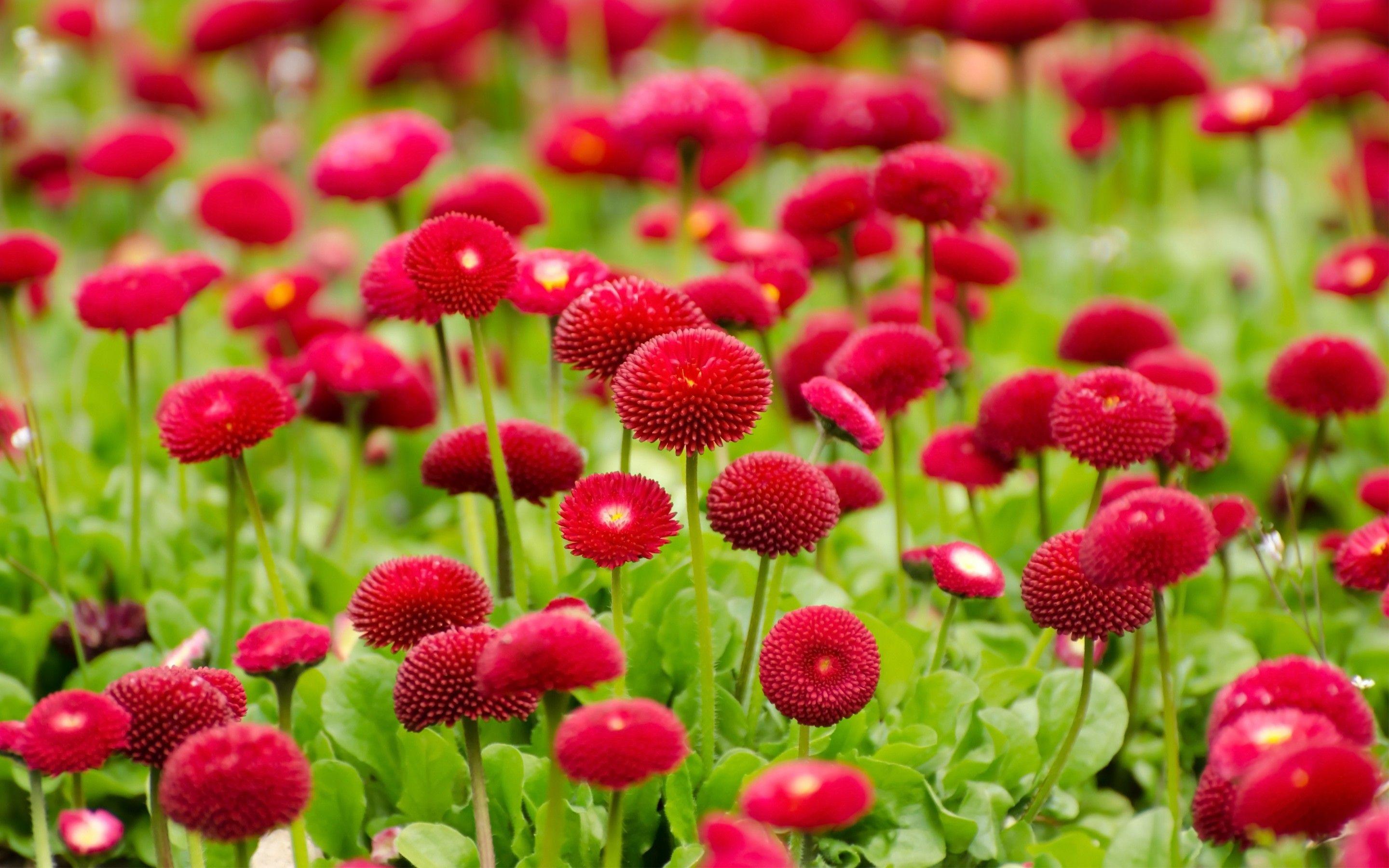 2880x1800 Summer Flower Desktop Background