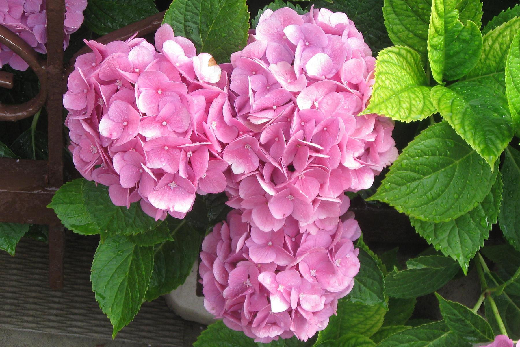 1800x1200 Photos of Nature: Photo Of Summer Flowers