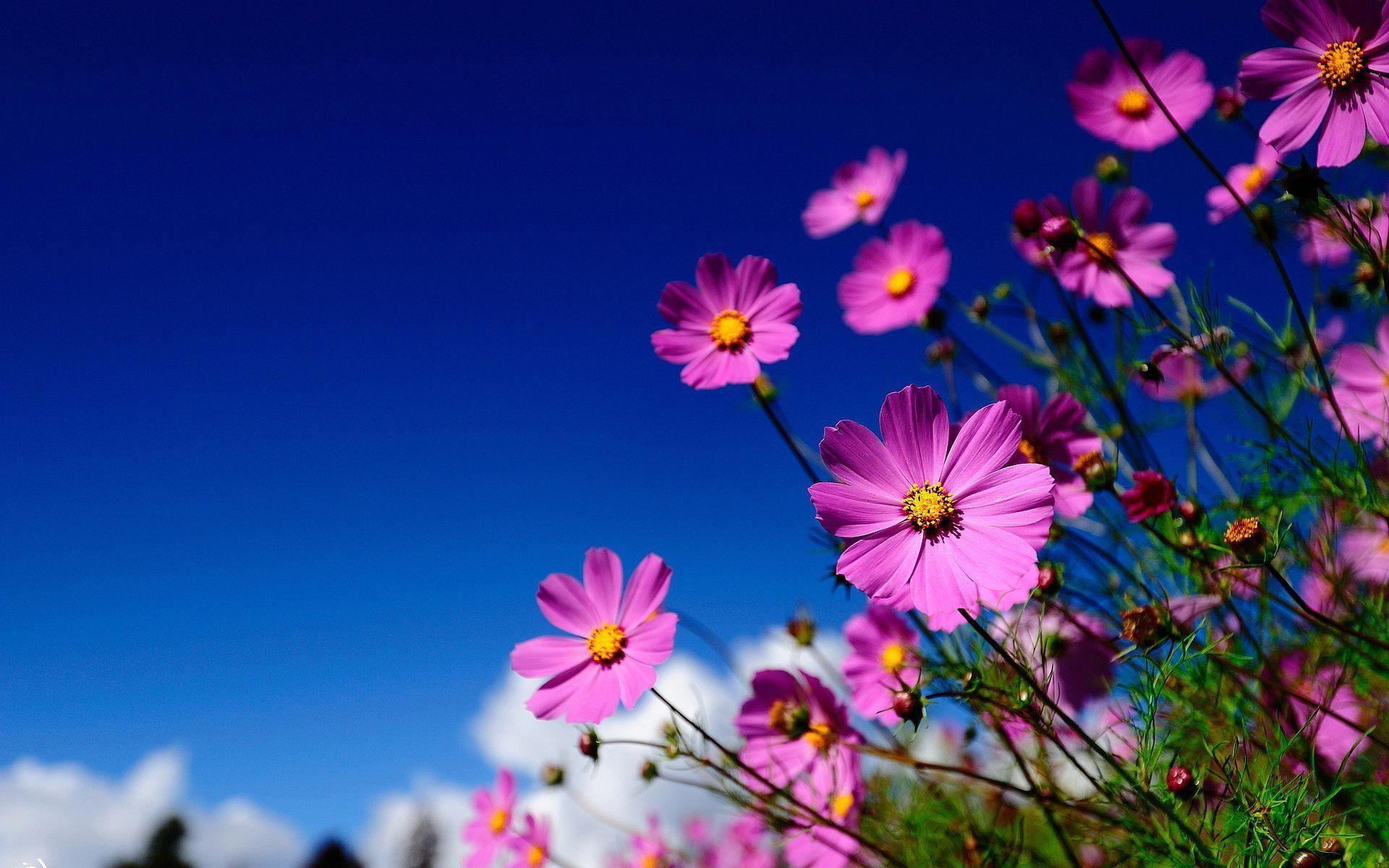 1920x1200 Pink Flowers Meadow Wallpaper. Picture #pinkflowerwallpaperiphone. Flower wallpaper, Flower image, Flowers nature