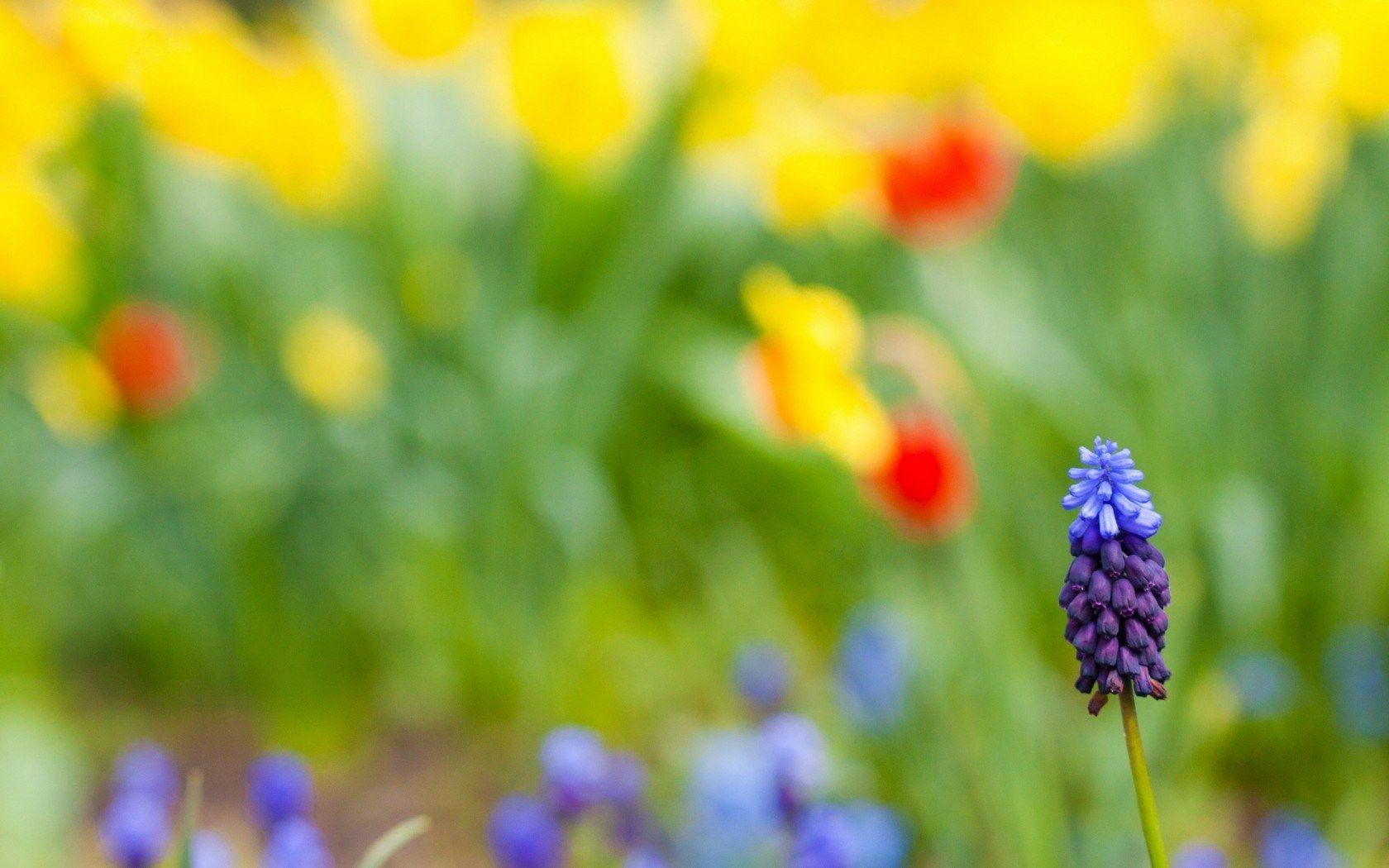 1680x1050 Field Summer Flower Nature wallpaperx1050