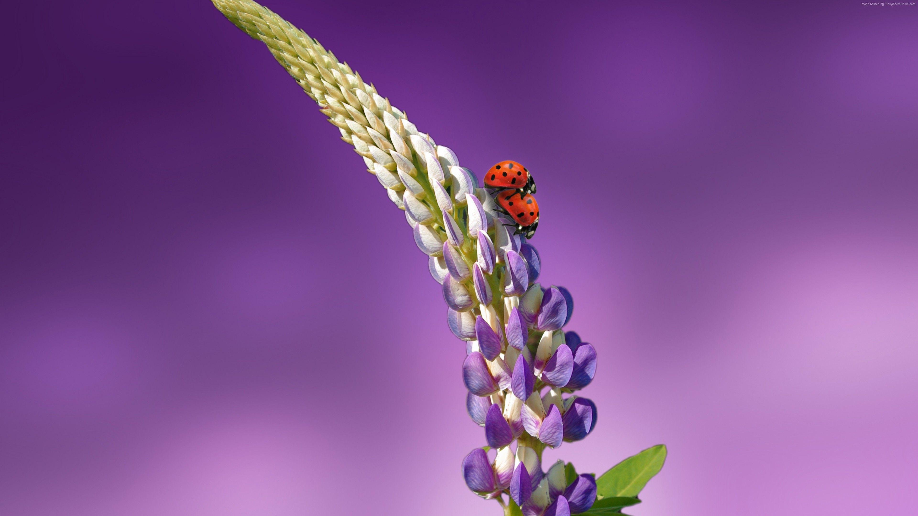 3840x2160 Wallpaper ladybird, 5k, 4k wallpaper, 8k, flowers, summer, Nature Wallpaper Download Resolution 4K Wallpaper
