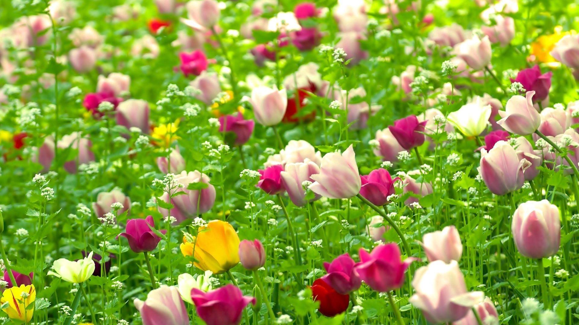 1920x1080 Download wallpaper 1920x1080 tulips, flowers, field, nature, summer full hd, hdtv, fhd, 1080p HD background