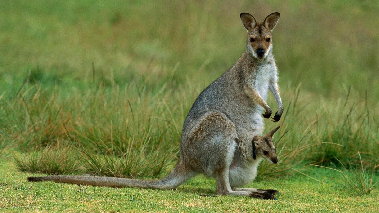 Kangaroo Desktop Wallpapers - Top Free Kangaroo Desktop Backgrounds ...