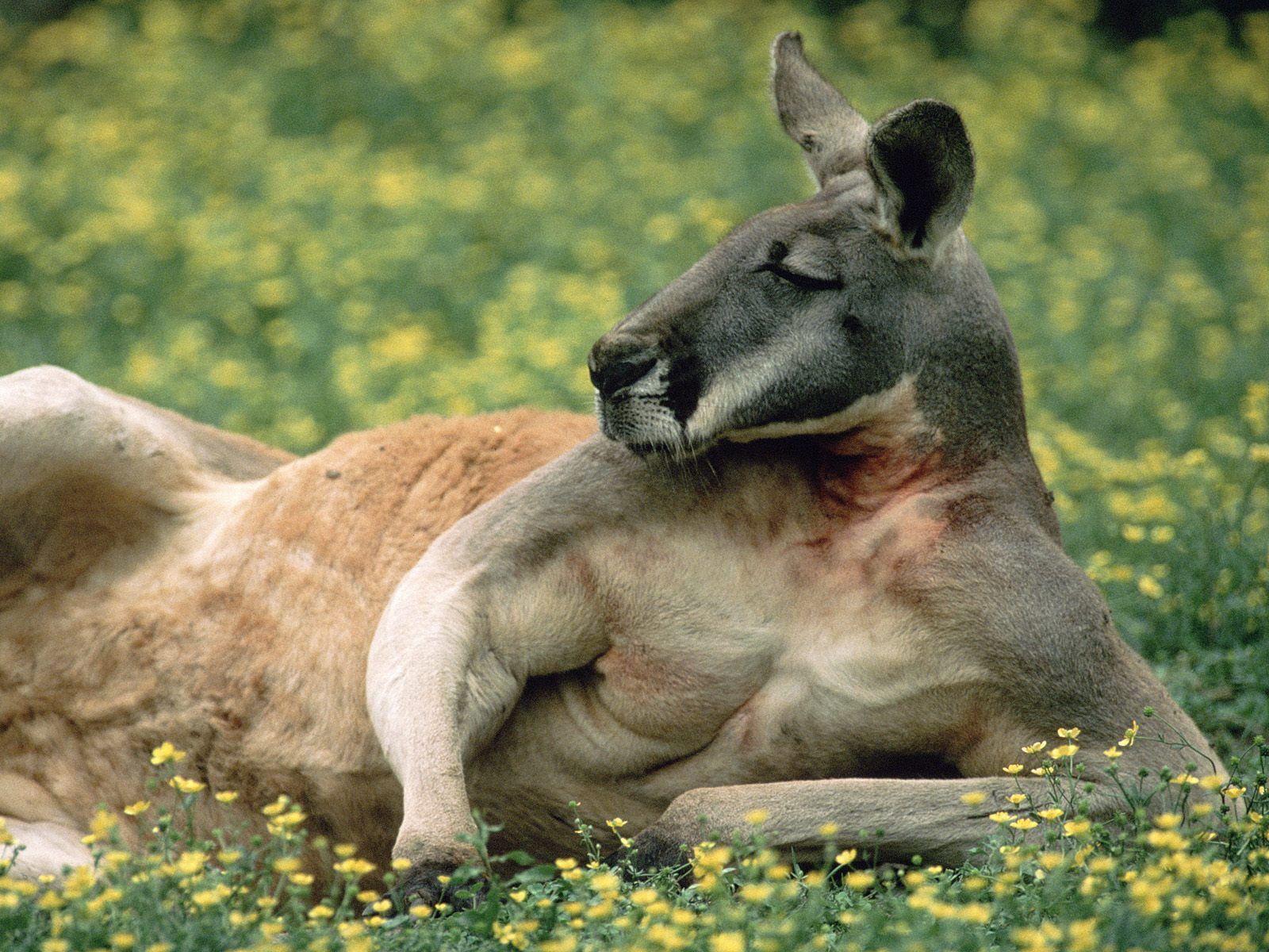 1600x1200 red kangaroo desktop PC and Mac wallpaper