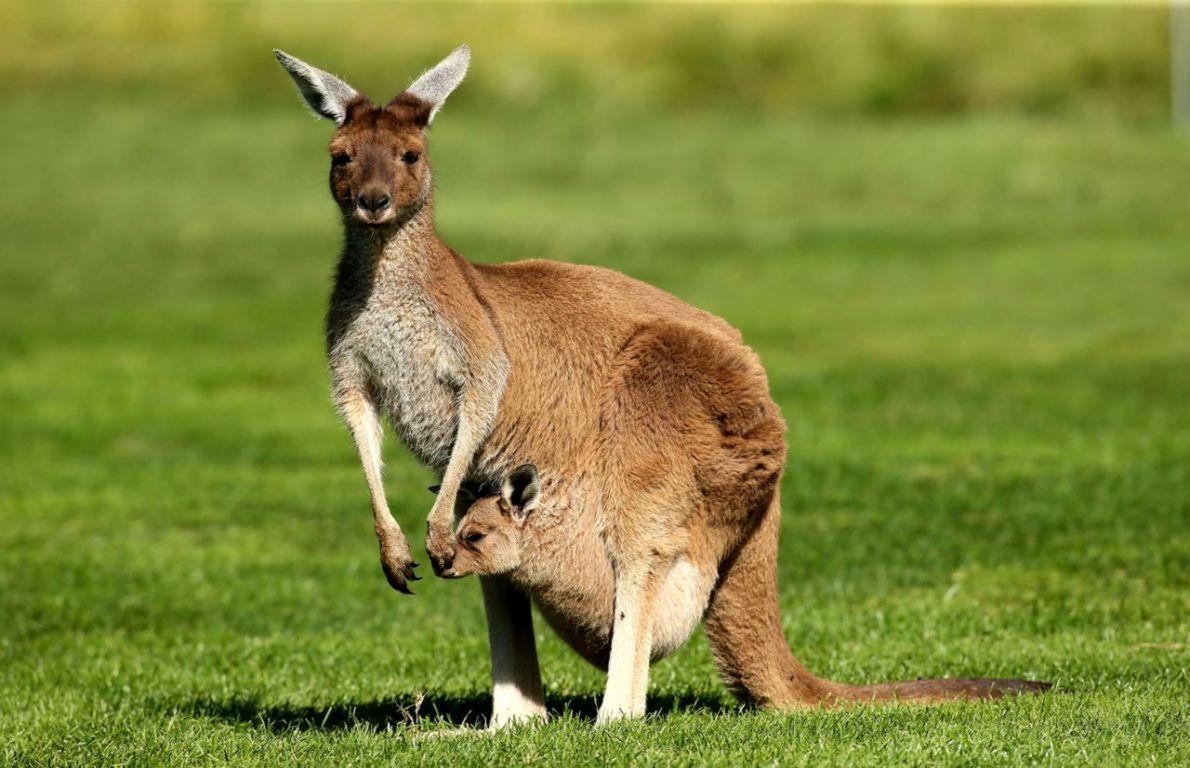 Kangaroo Desktop Wallpapers - Top Free Kangaroo Desktop Backgrounds ...