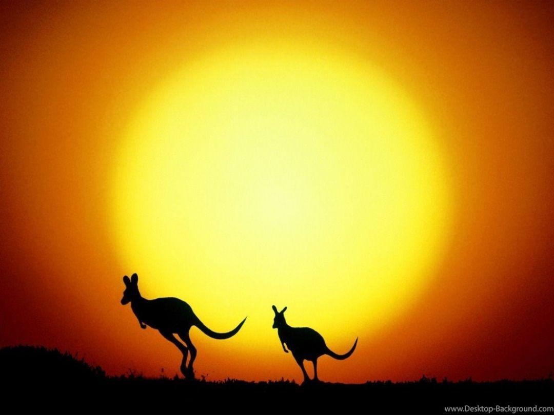 Kangaroo Desktop Wallpapers - Top Free Kangaroo Desktop Backgrounds ...