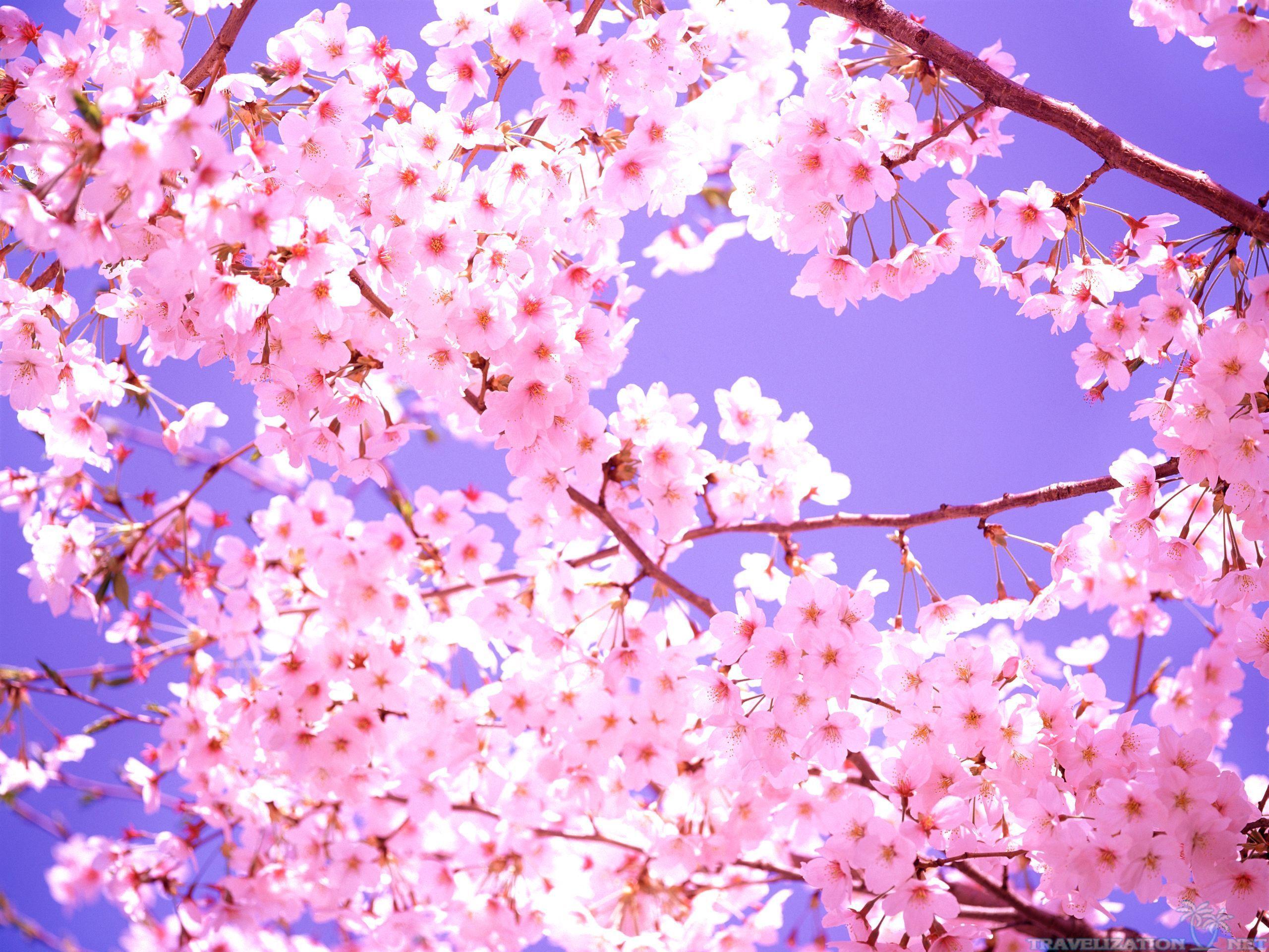 Cartoon Cherry Blossom Wallpapers - Top Free Cartoon Cherry Blossom