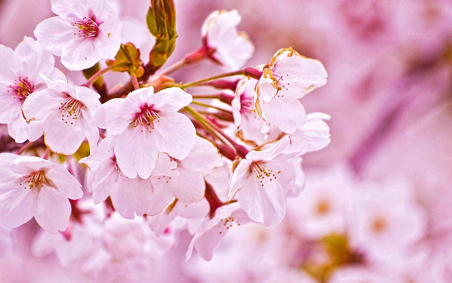 Cartoon Cherry Blossom Wallpapers - Top Free Cartoon Cherry Blossom