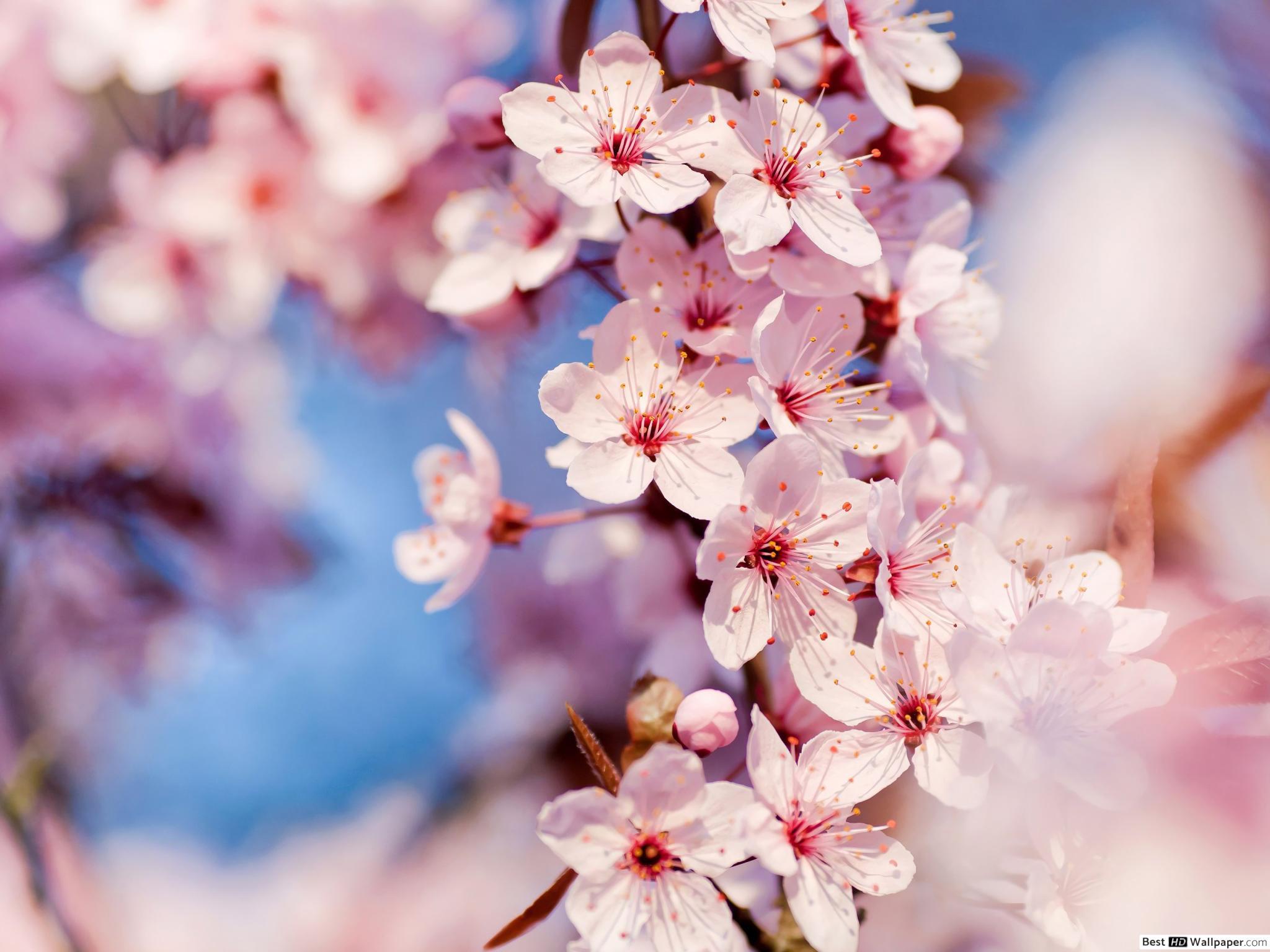 2048x1536 Pretty Cherry Blossom HD wallpaper download