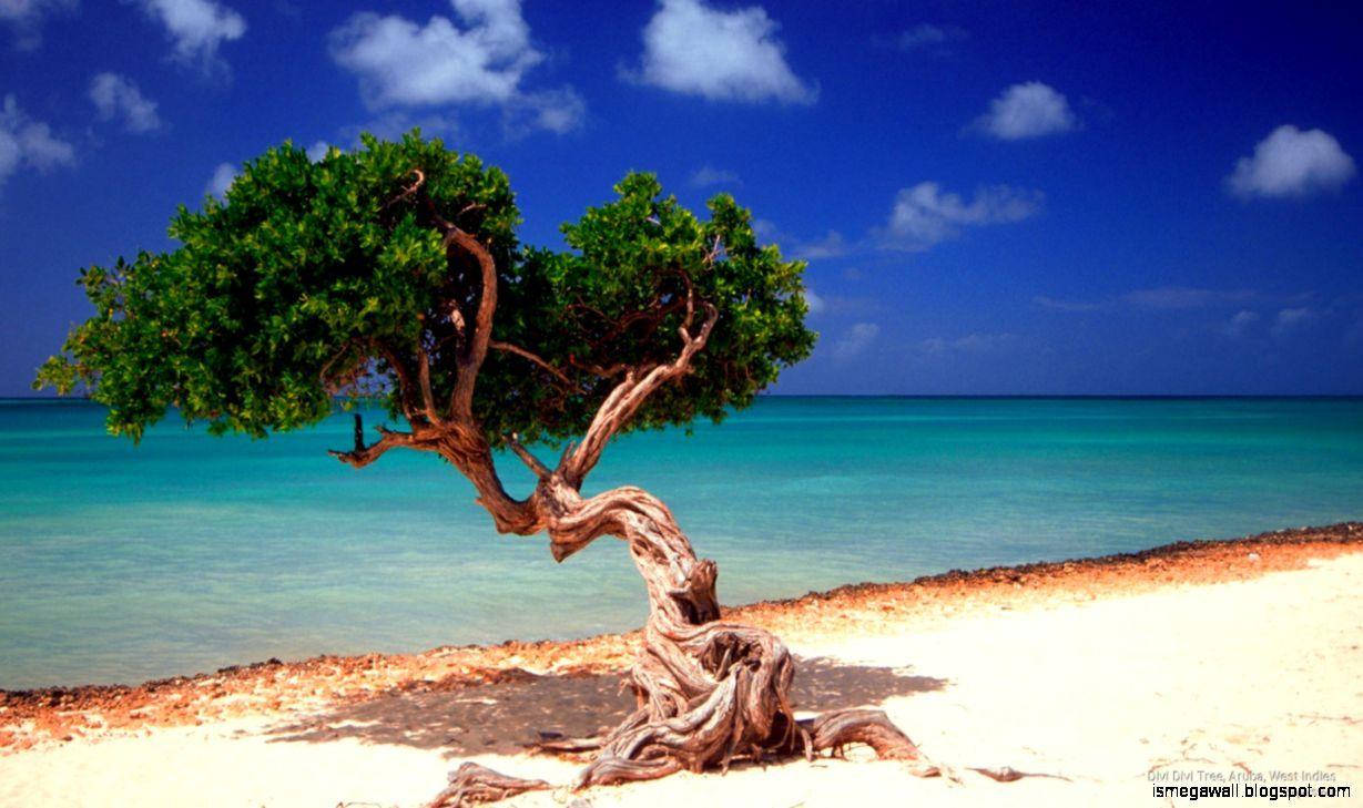 1229x729 Aruba Wallpaper