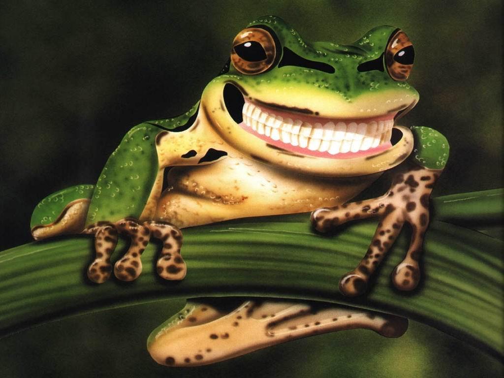 420 Frog HD Wallpapers and Backgrounds