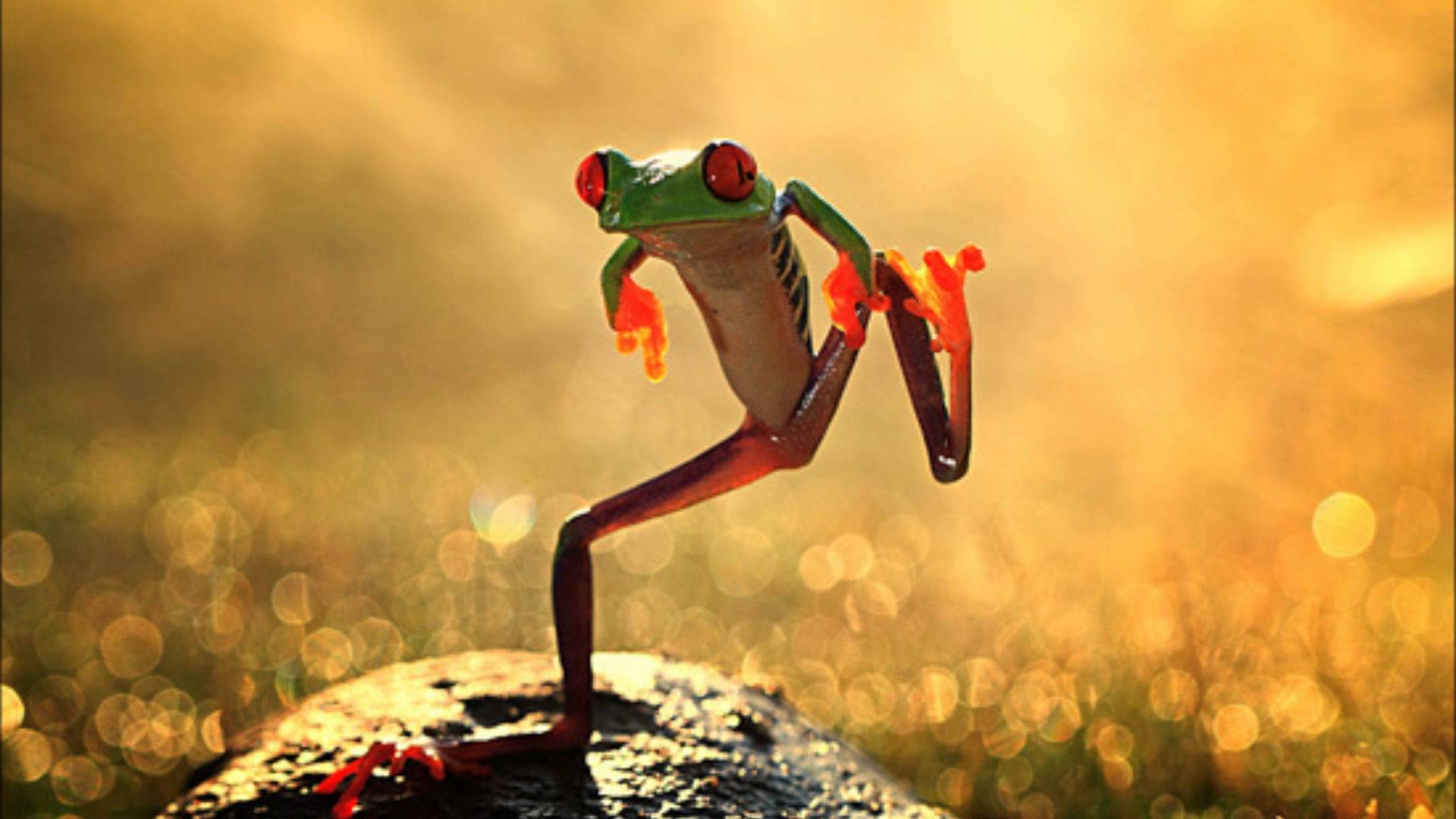 Funny Frog Wallpaper