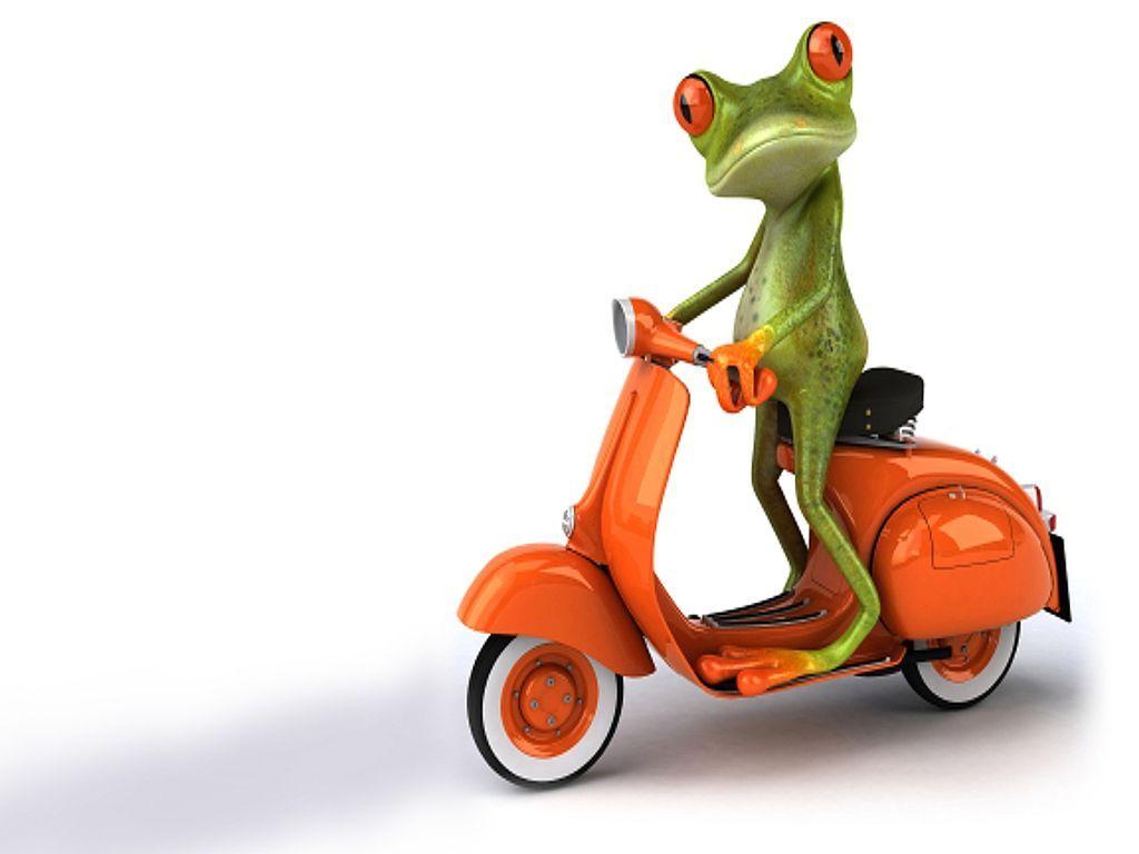 1024x768 Background Collections: crazy frog wallpaper 1024×768 Crazy Frog Wallpaper (43 Wallpaper). Adorable Wallpaper. Funny frogs, Frog wallpaper, Frog picture