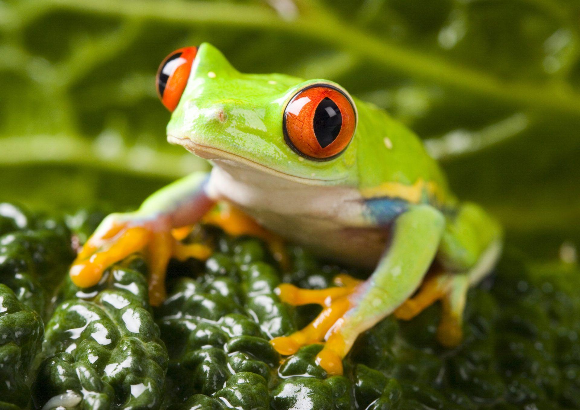 Colorful Frog Wallpapers - Top Free Colorful Frog Backgrounds ...