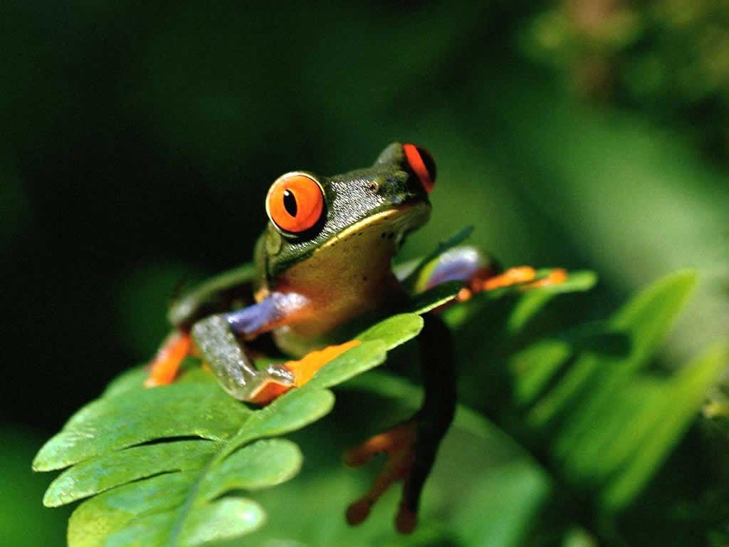 Colorful Frog Wallpapers - Top Free Colorful Frog Backgrounds ...