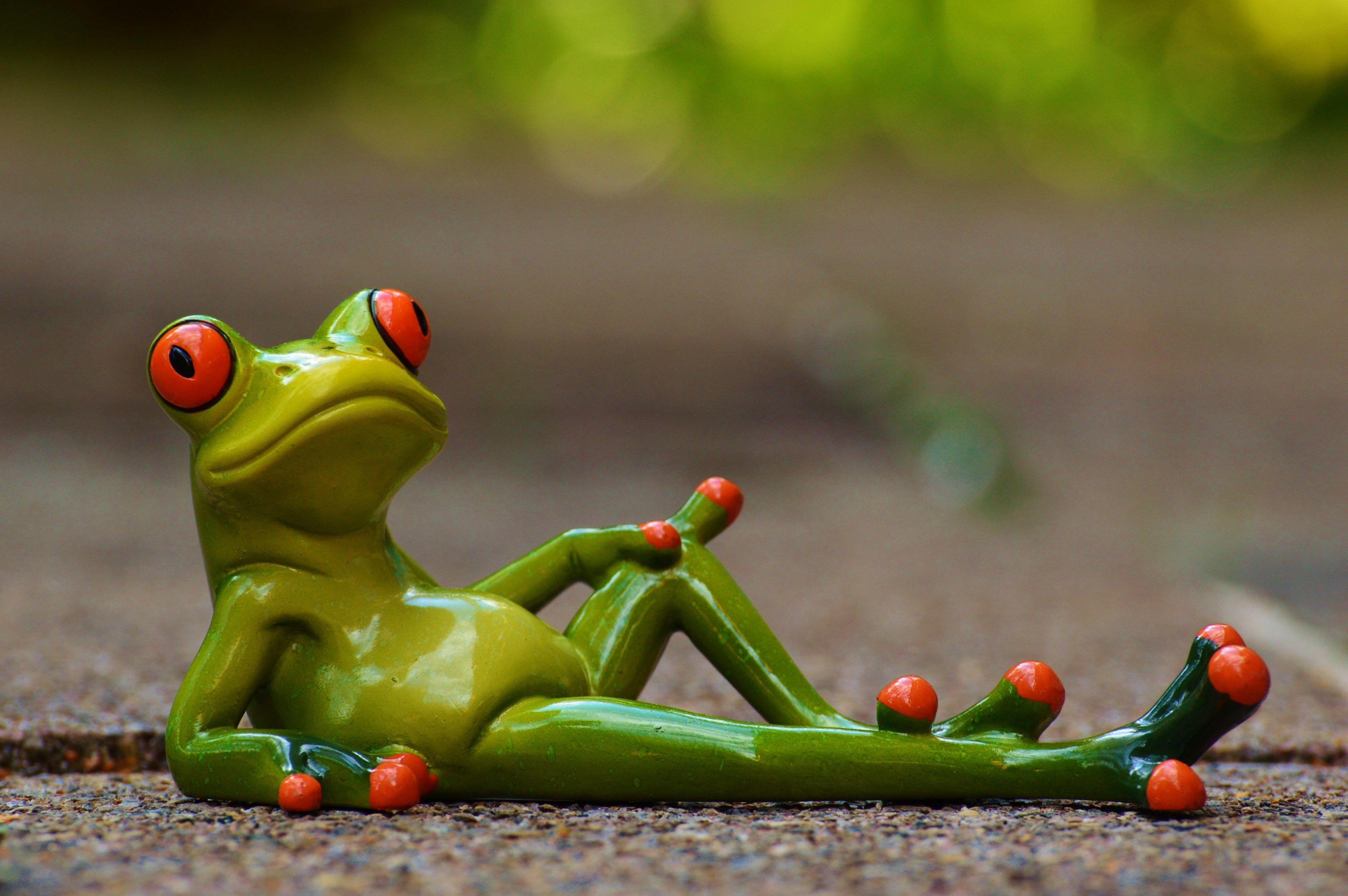 Funny Frog Wallpapers Top Free Funny Frog Backgrounds Wallpaperaccess