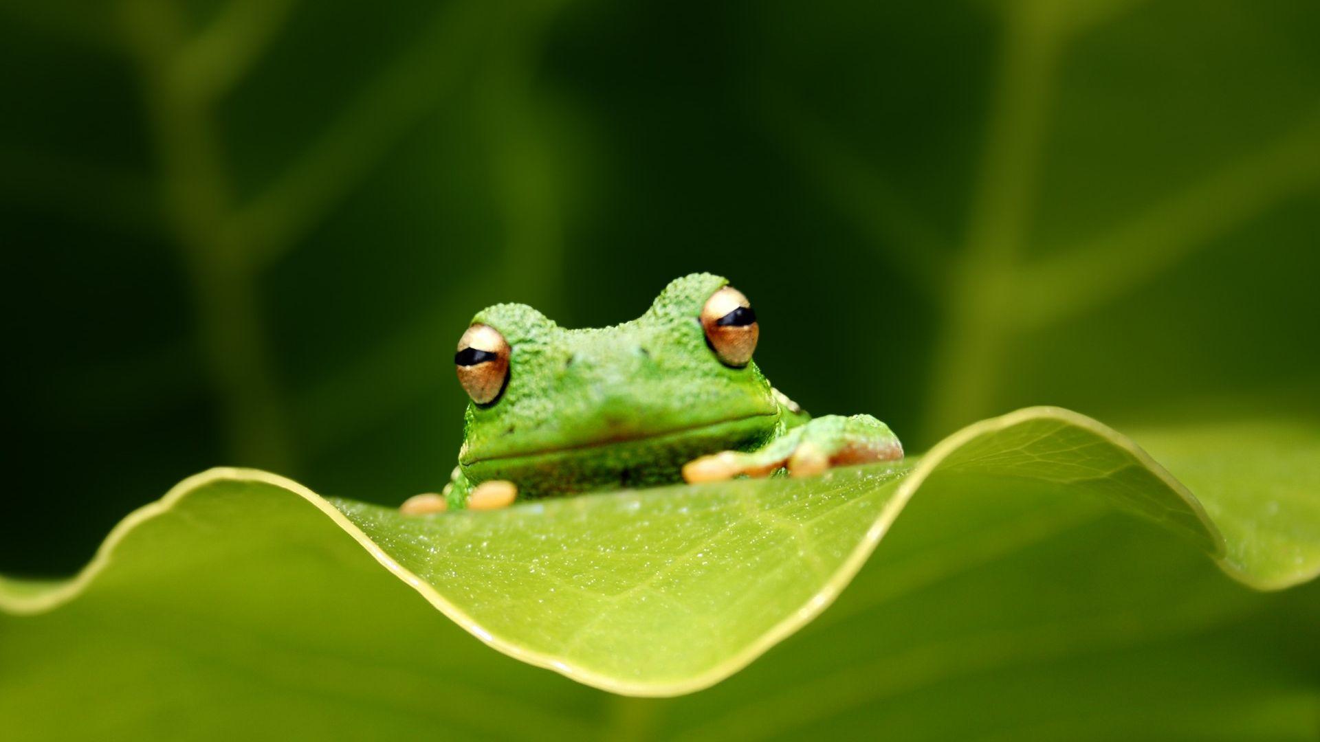 1920x1080 Free download Frog Desktop Wallpaper Blending In Green Frog Desktop Background [1920x1200] for your Desktop, Mobile & Tablet. Explore Funny Frog Wallpaper Desktop. Cute Frog Wallpaper, Frog Valentine Wallpaper Background