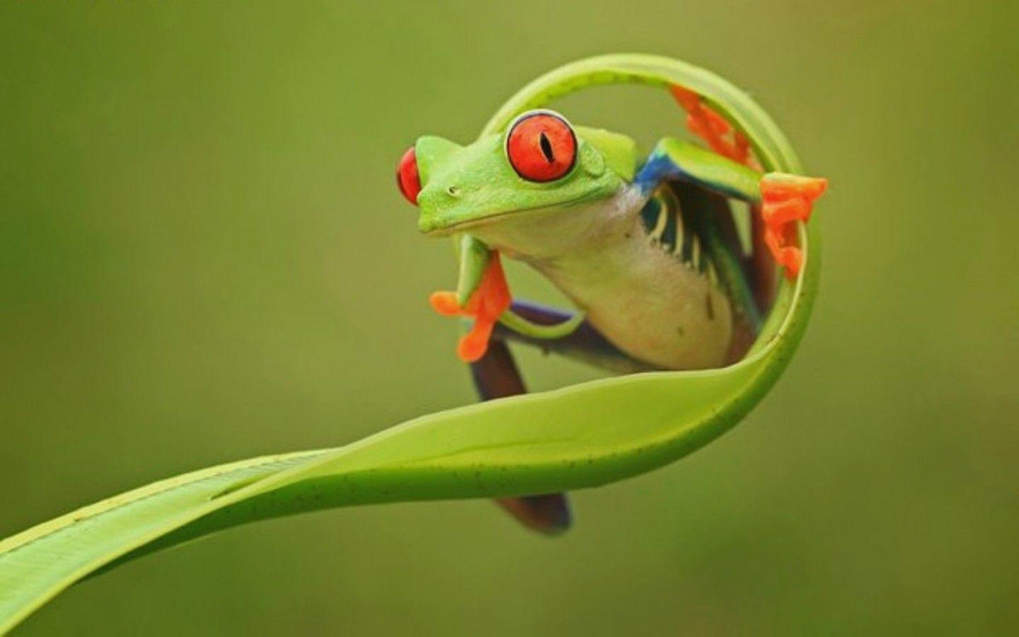 Funny Frog Wallpapers - Top Free Funny Frog Backgrounds - WallpaperAccess