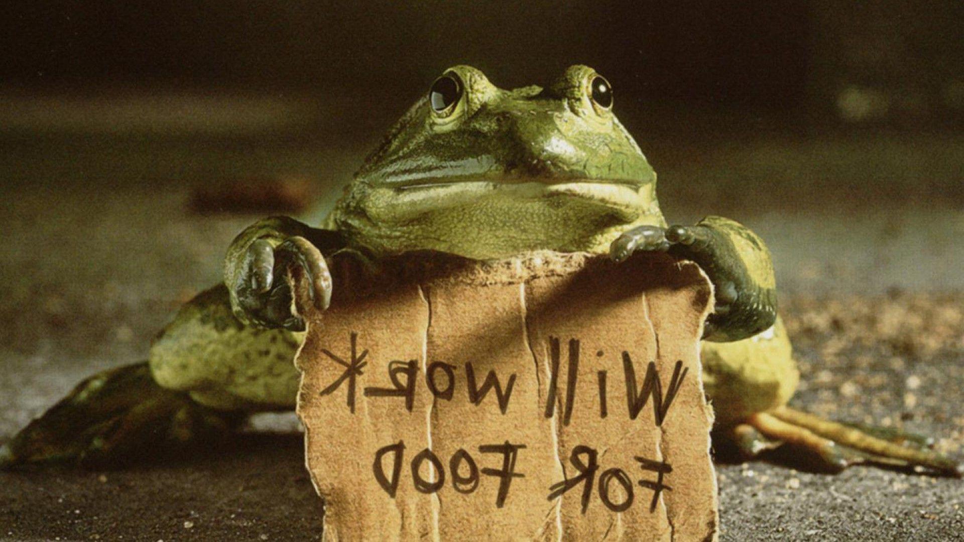 1920x1080 Free download Funny Frog HD Wallpaper 24352 Wallpaper High Resolution [1920x1080] for your Desktop, Mobile & Tablet. Explore Funny Frog Wallpaper. Cute Frog Wallpaper, Tree Frog Wallpaper, Animated Frog Wallpaper for Computer