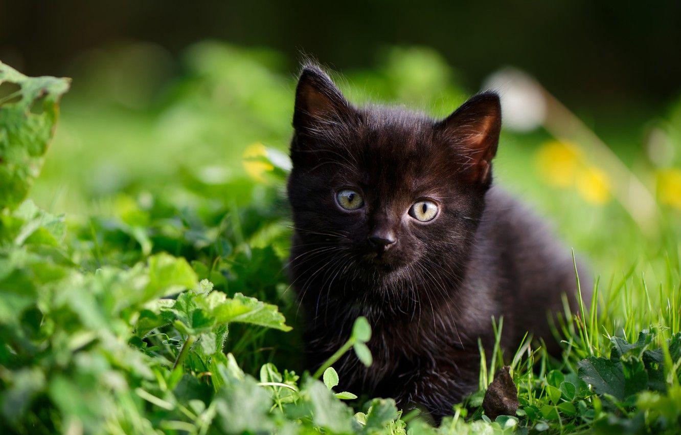1332x850 Wallpaper grass, look, baby, kitty, black kitten image for desktop, section кошки