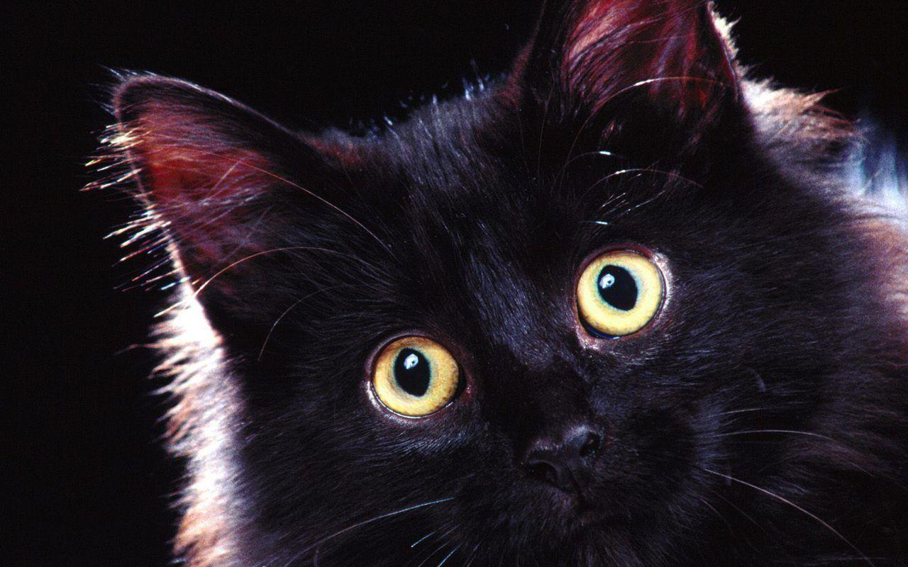 1280x800 Free download comclubscatsimages16155539titlebeautiful black cat 3 wallpaper [1280x800] for your Desktop, Mobile & Tablet. Explore Black Kitten Wallpaper. Cute Kitten Picture Wallpaper, Kitten Wallpaper, Black Cat Wallpaper