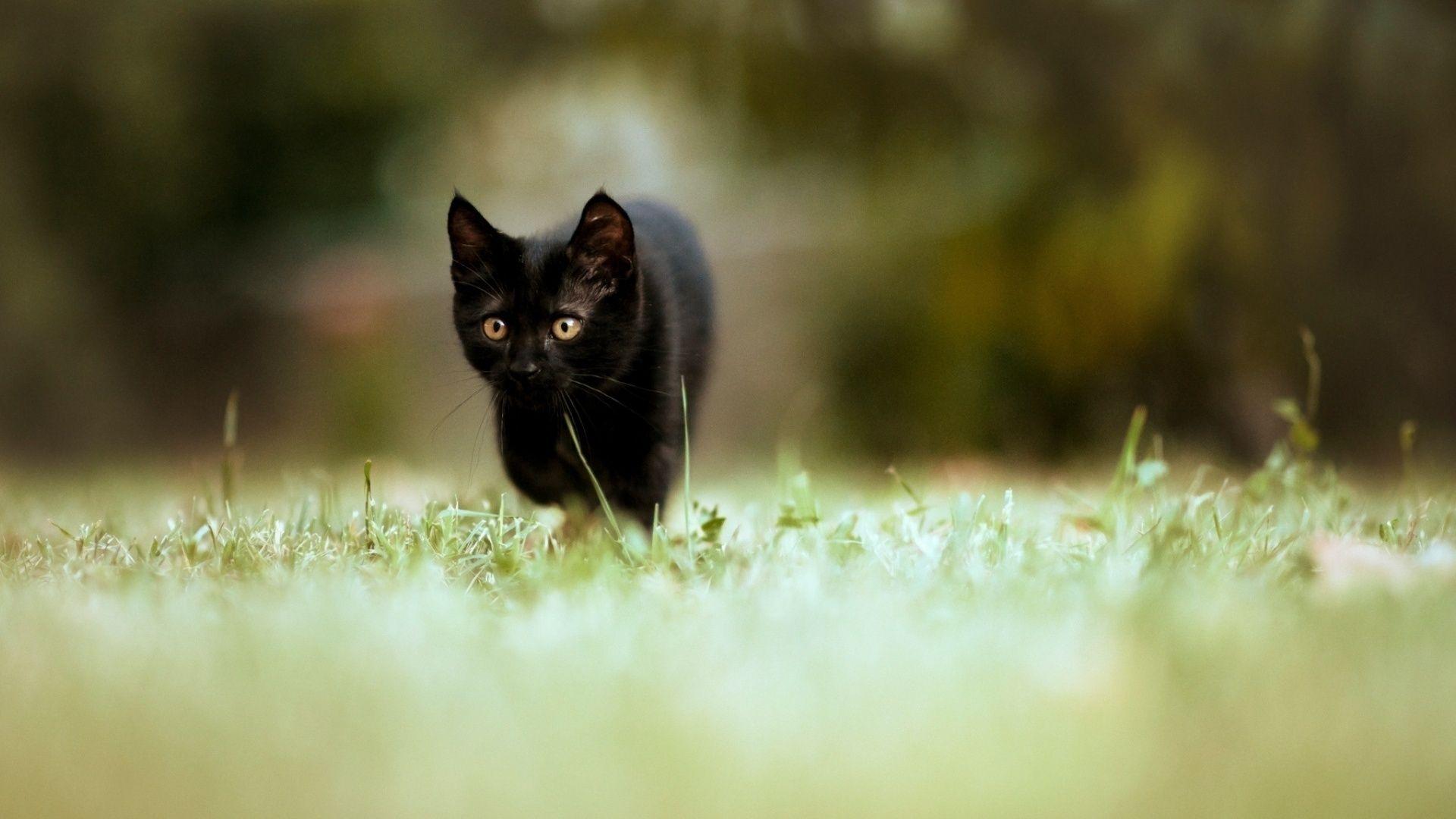 1920x1080 On The Prowl. [Desktop wallpaper 1920x1080]. Animals, Kitten wallpaper, Black kitten