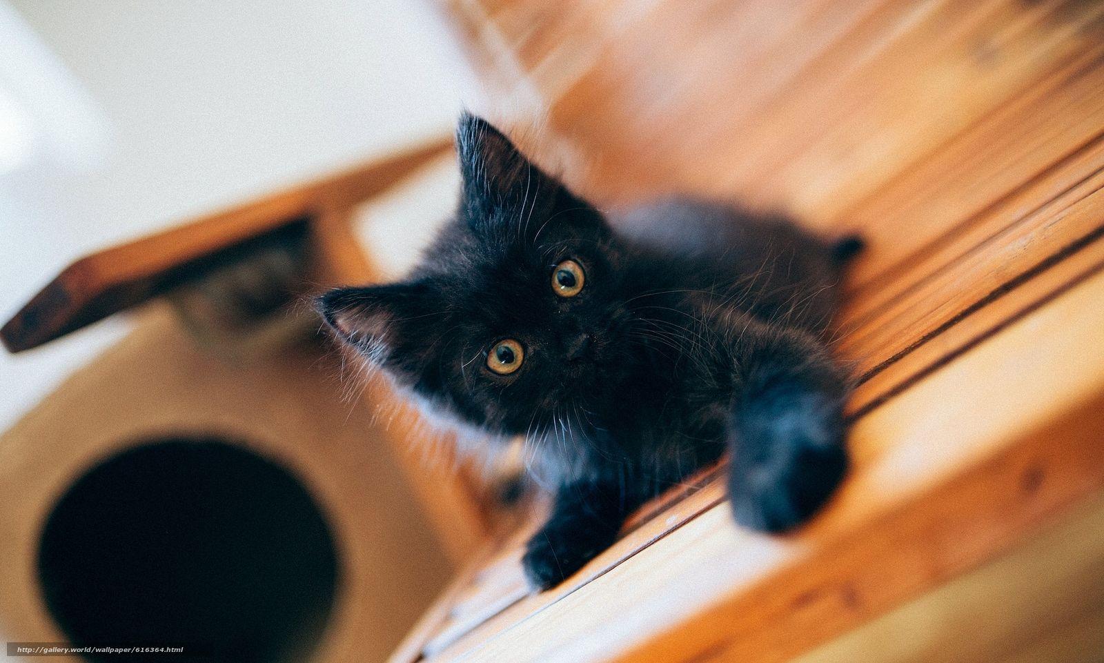 1600x961 Download wallpaper black kitten, kitten, black, baby free desktop wallpaper in the resolution 2048x1230
