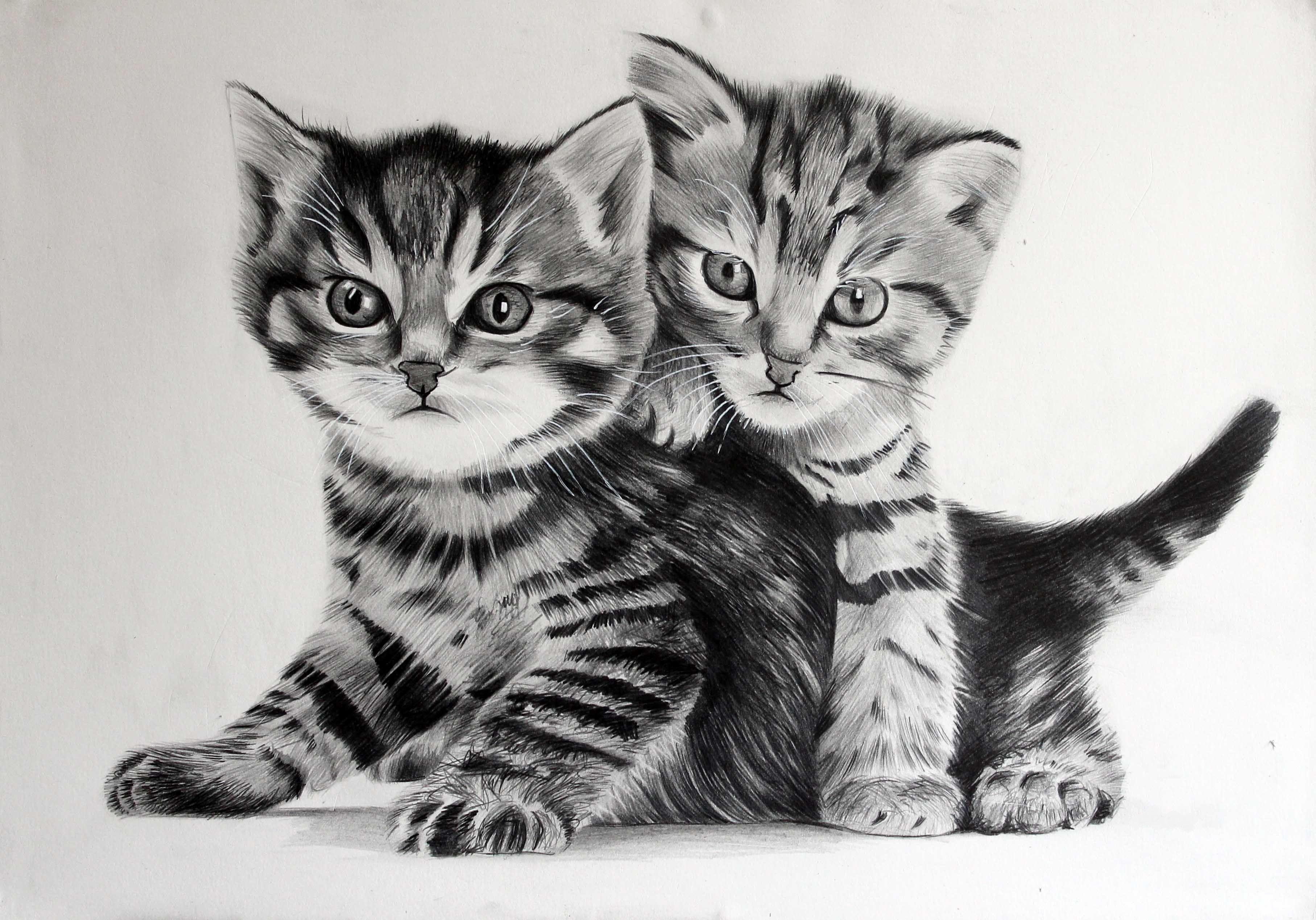 3630x2538 Desktop Wallpaper Kittens Cats 2 Black and white animal 3630x2538