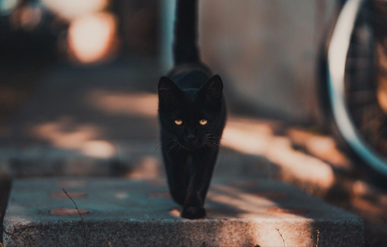 1332x850 Wallpaper black, animals, kitten, eyes, cat, macro, glare, blur, bokeh, walk, cats, look, pet, black cat, stare, glowing eyes image for desktop, section кошки