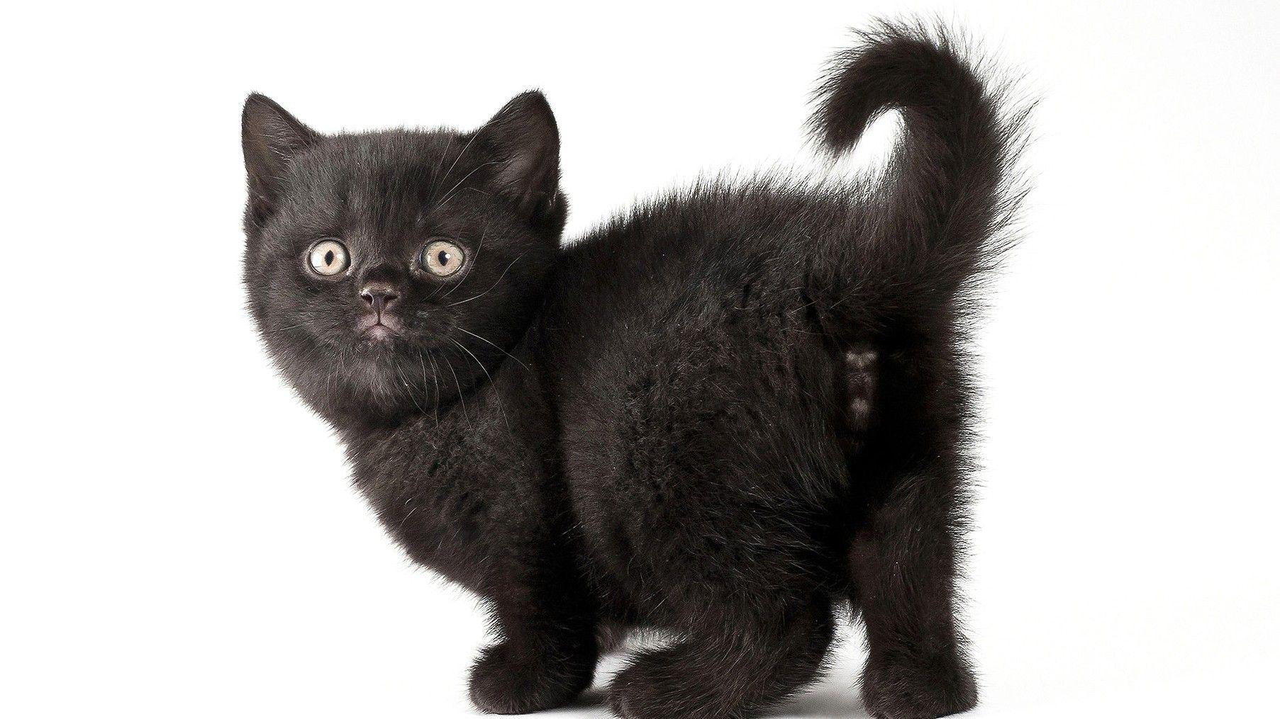 1805x1015 Black, Kitty, HD Cat Wallpaper, Kittens, Puffy Cats, Widescreen Pussycats, High Resolution Pet Photo, Baby, Cat Desktop Image, Windows Wa