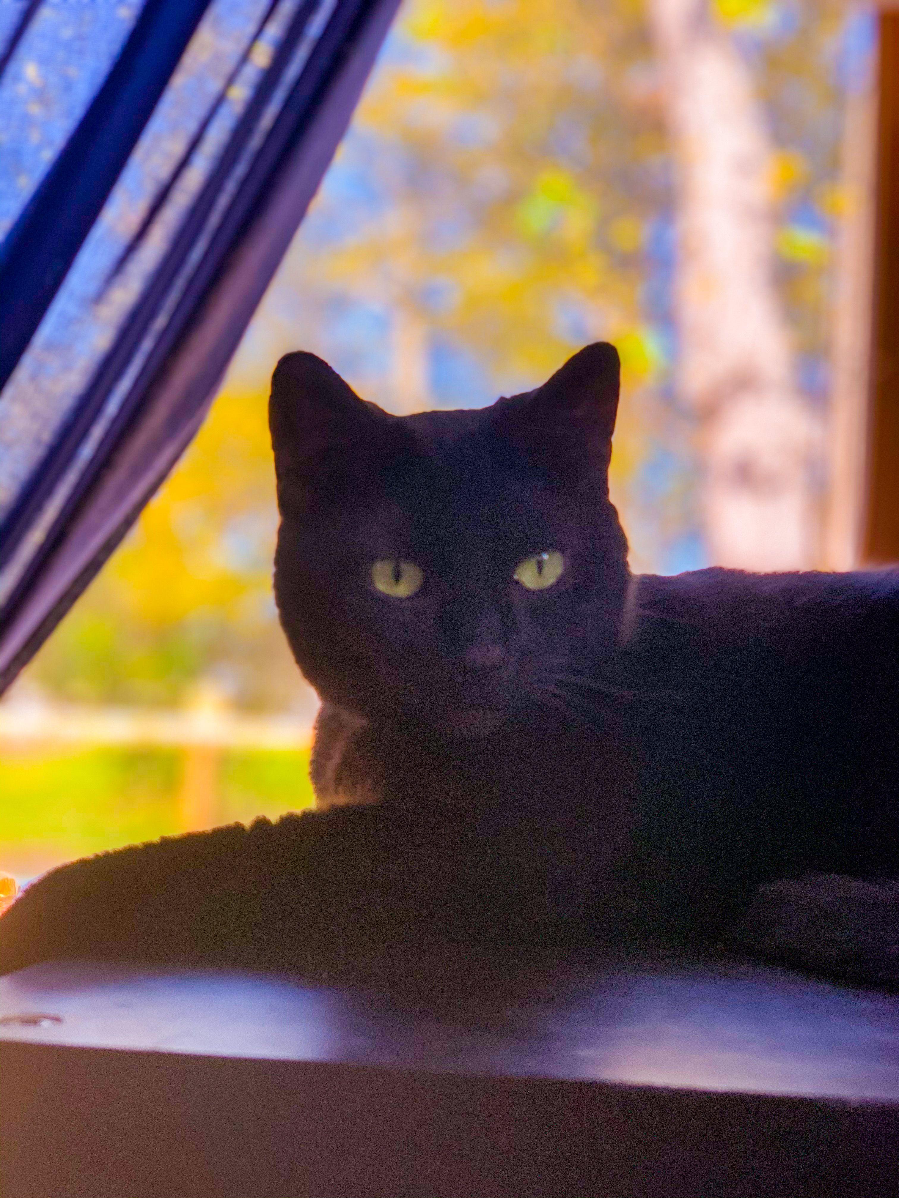 3024x4032 Black Cat Wallpaper iPhone & Desktop Wallpaper Because Black Cats Bring Good Luck!. Cat wallpaper, Cute black cats, Black cat picture