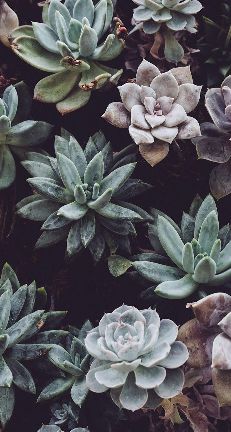 744x1392 Succulent phone background. iPhone background, Plant wallpaper, iPhone wallpaper vintage