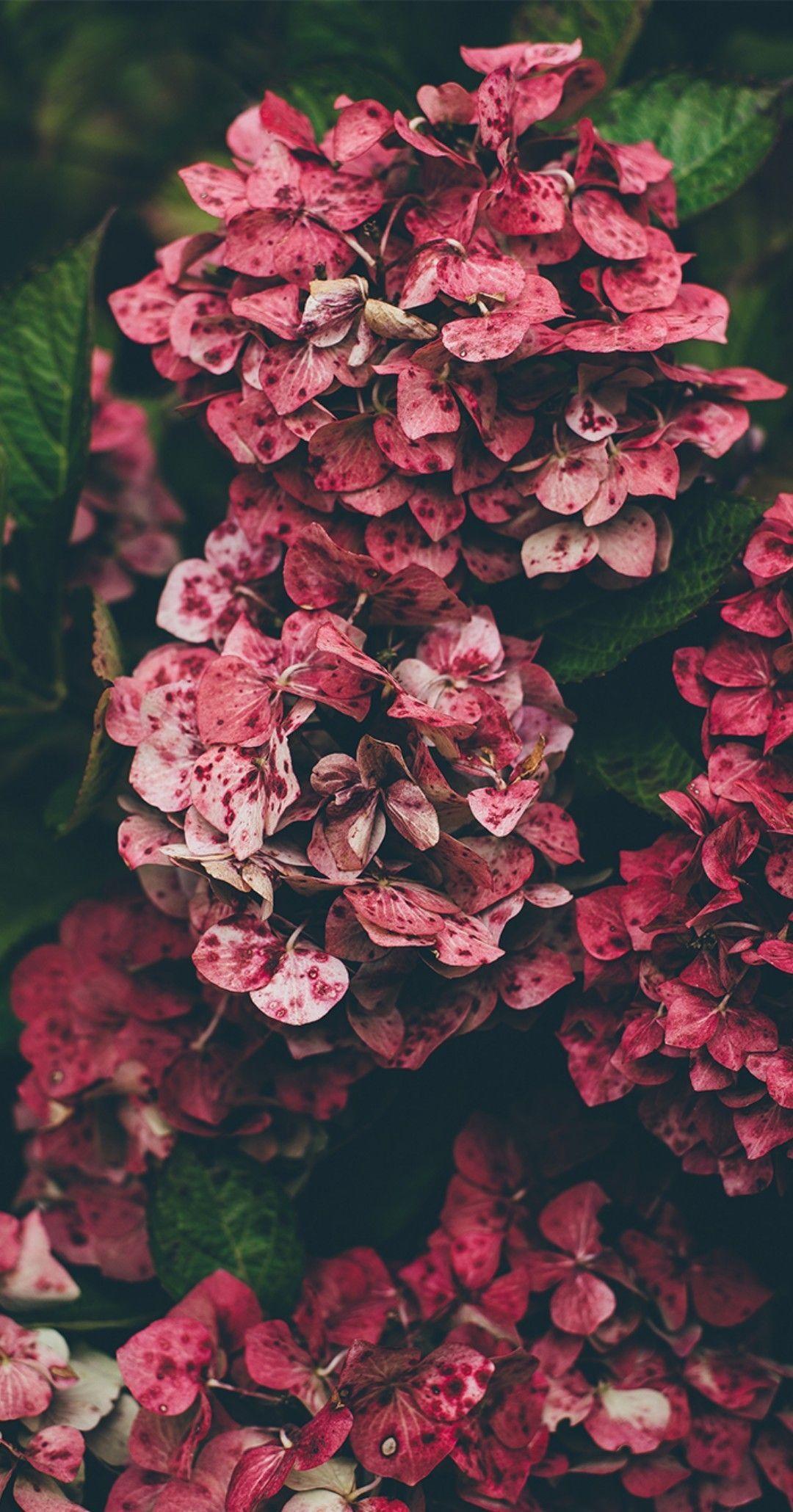 1080x2060 Background. Floral wallpaper iphone, Hydrangea wallpaper, iPhone wallpaper hipster