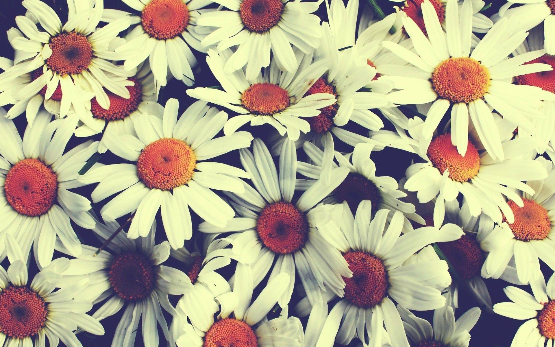 1920x1200 Beautiful flowers wallpaper for desktop free download. Pretty wallpaper background, Beautiful flowers wallpaper, Pretty wallpaper