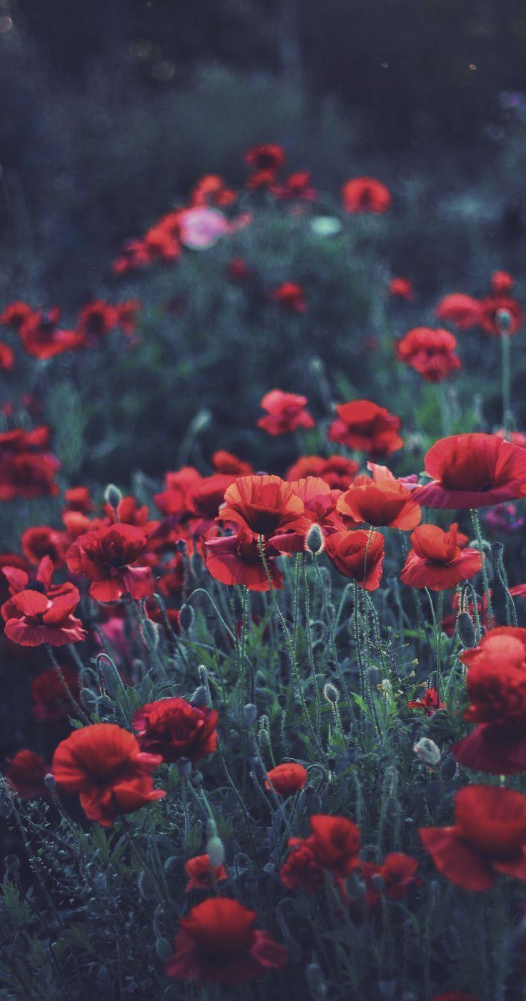 736x1401 iPhone Wallpaper Vintage Flowers. iPhone wallpaper vintage flower, iPhone wallpaper vintage hipster, Floral tumblr